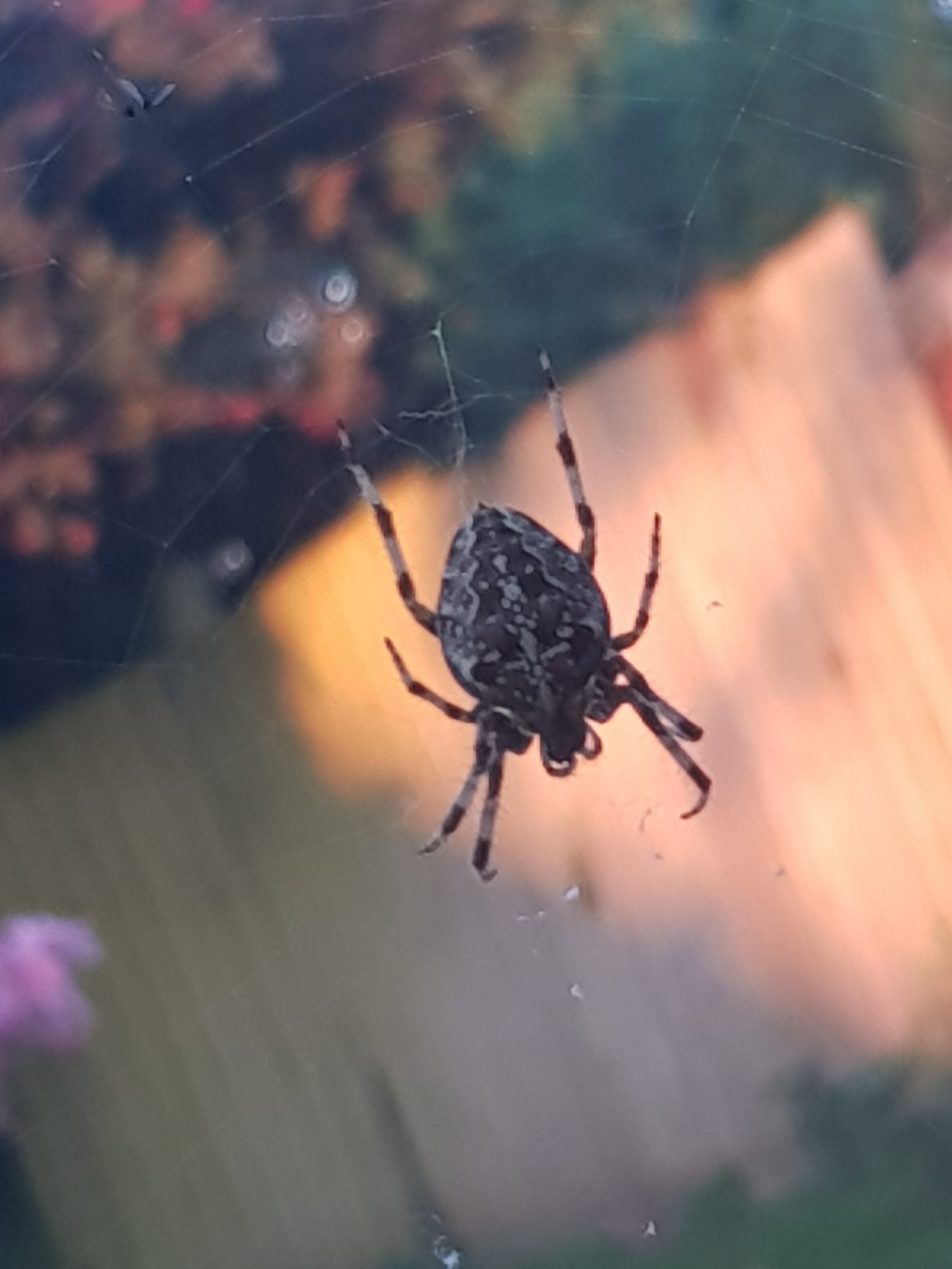 Spider in the garden