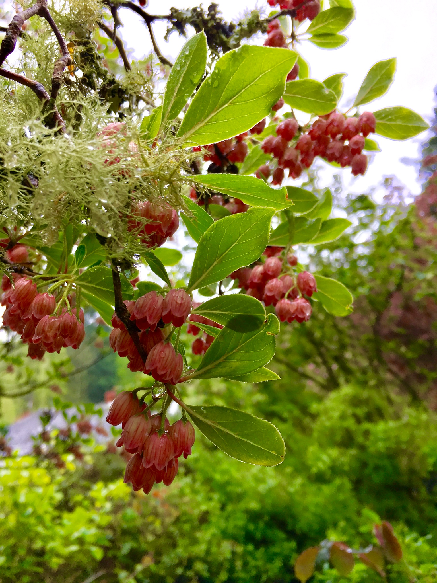 Enkianthus Bells in Spring