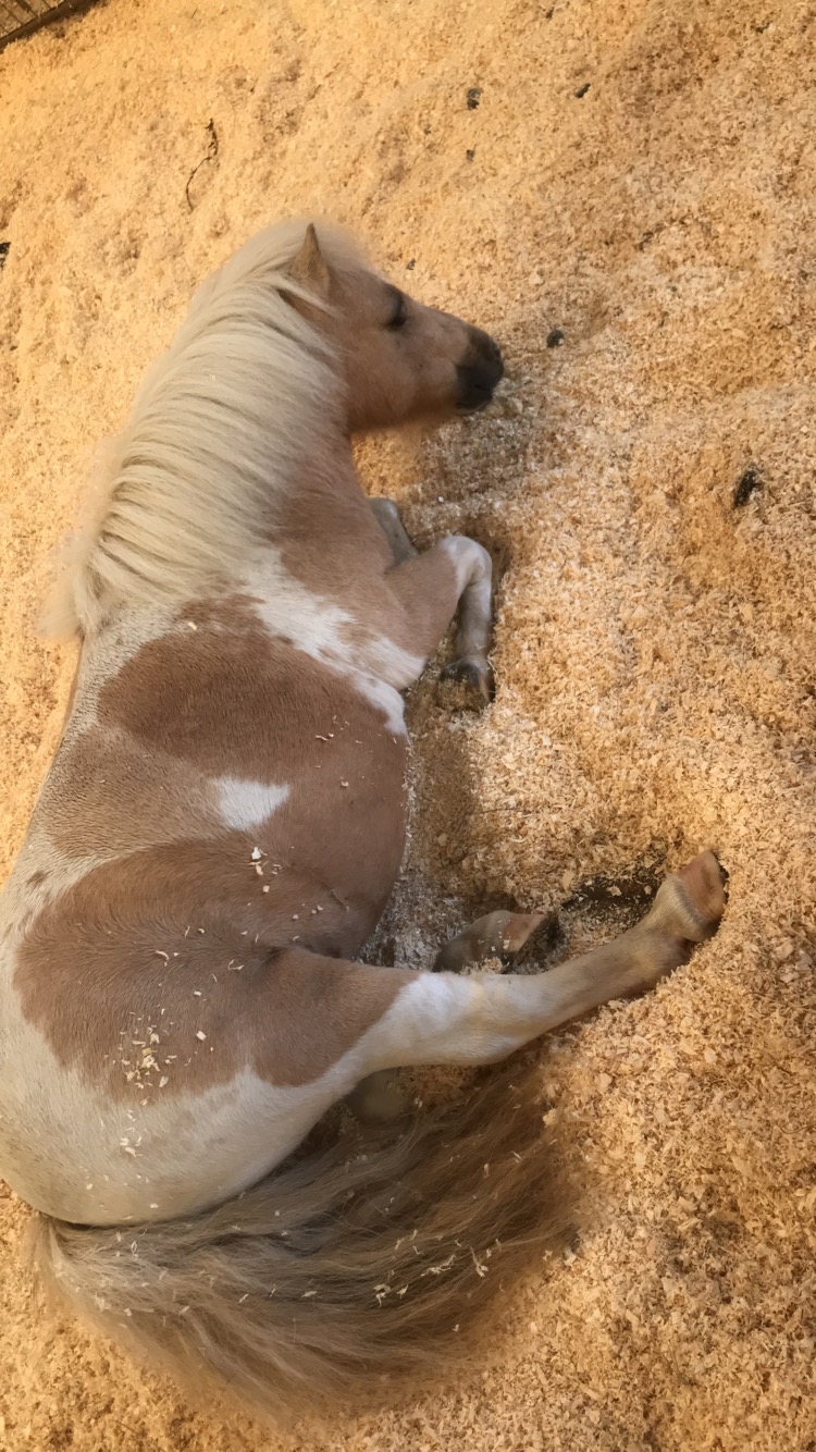Beautiful horse