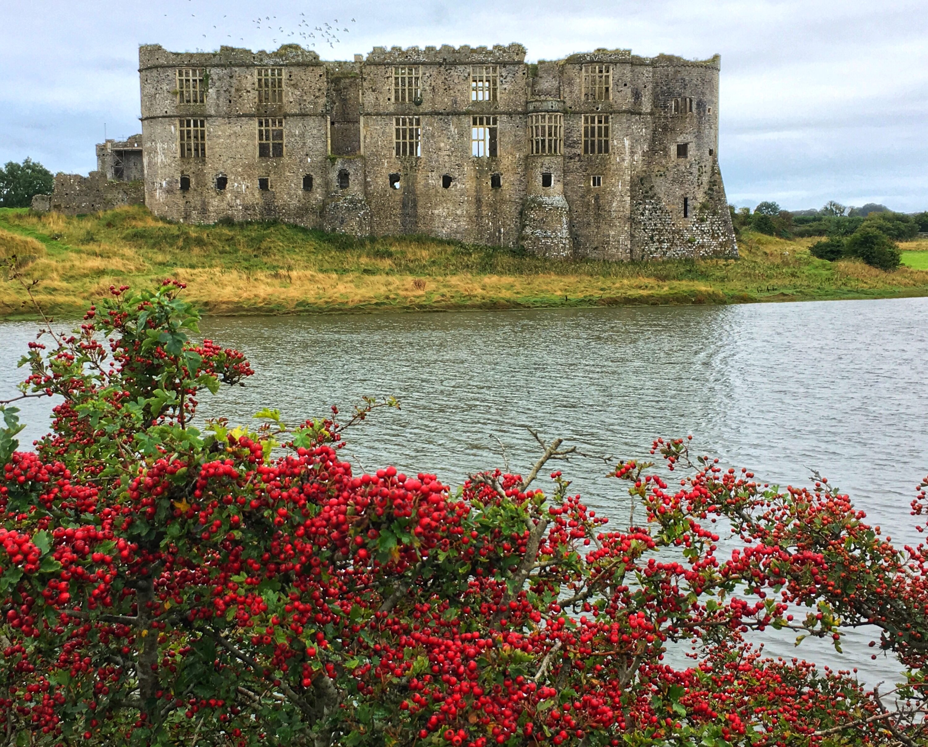 Autumn Berries At Carew Castle