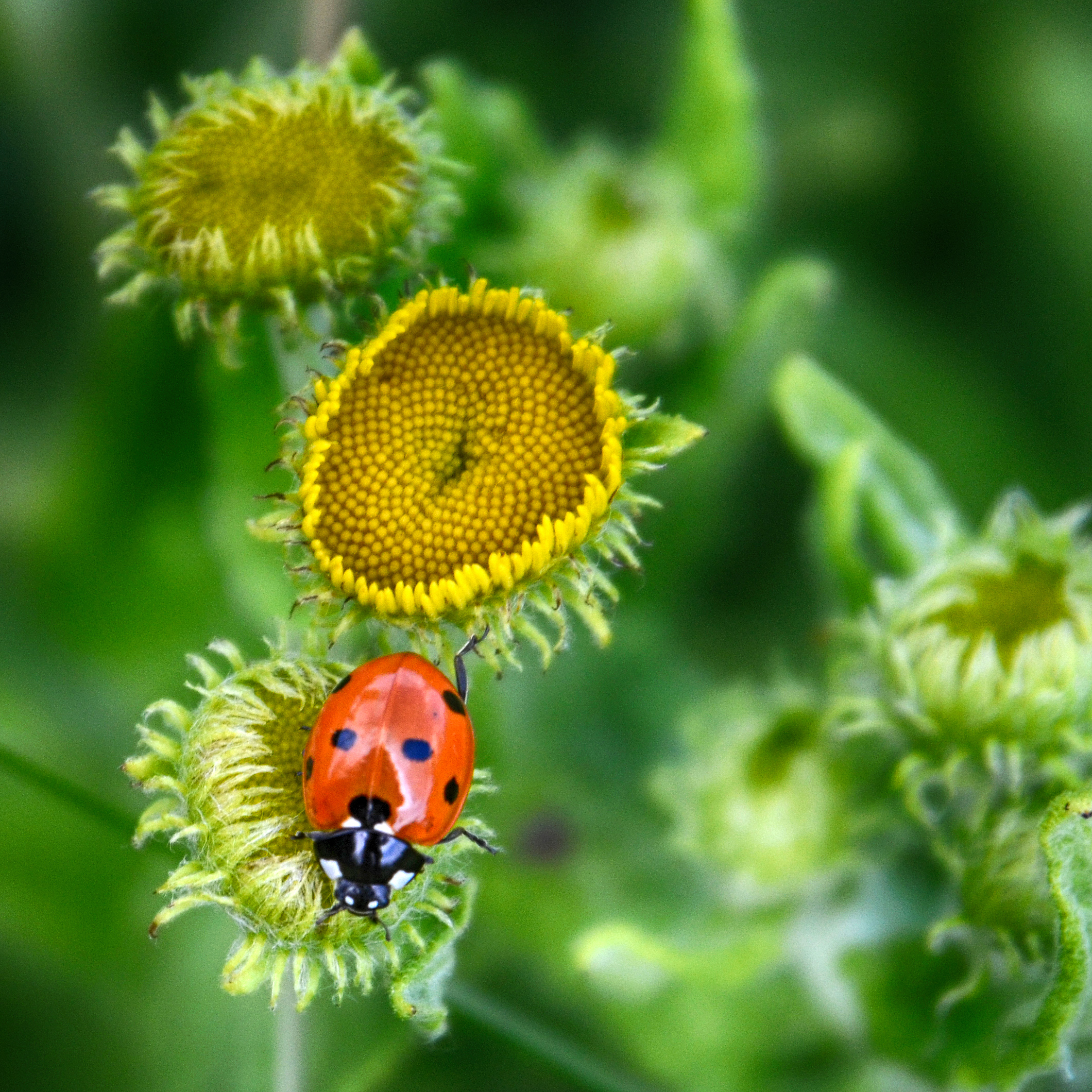 7 Spot Ladybird