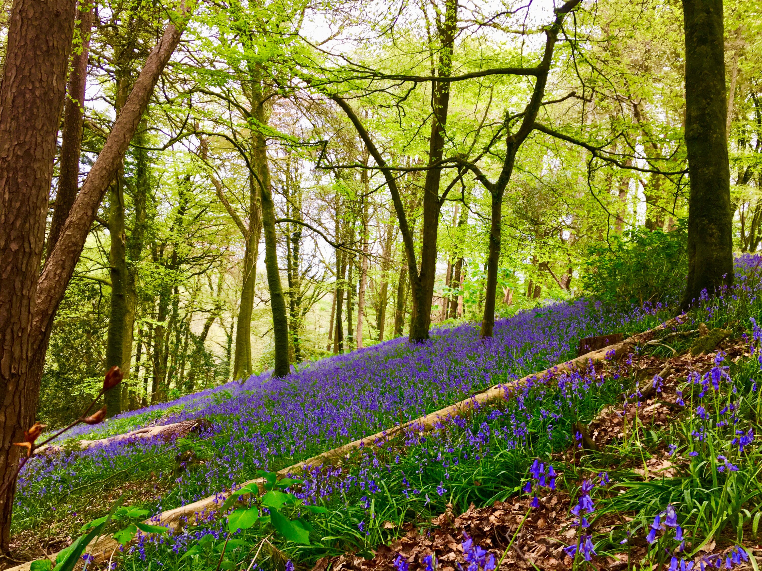 Carpet of Bluebells