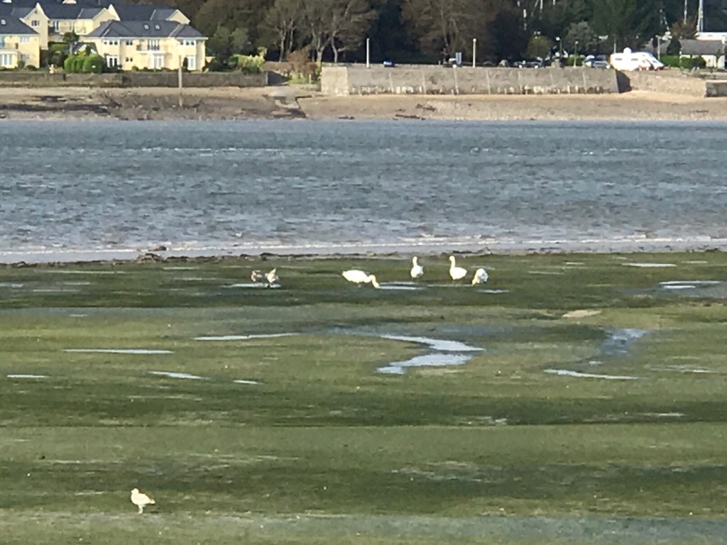 Swans at Front street