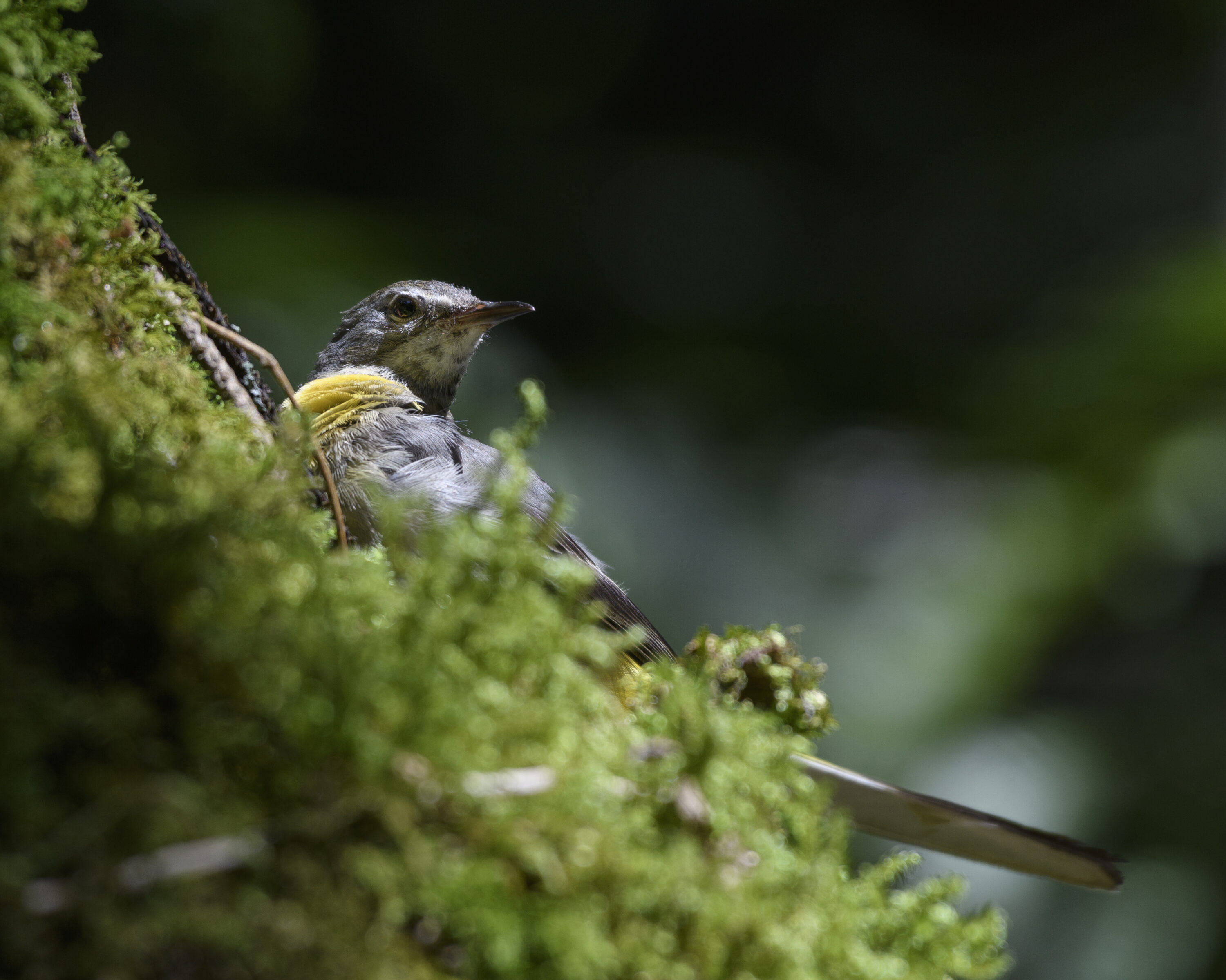 Grey Wagtail Sunbathing