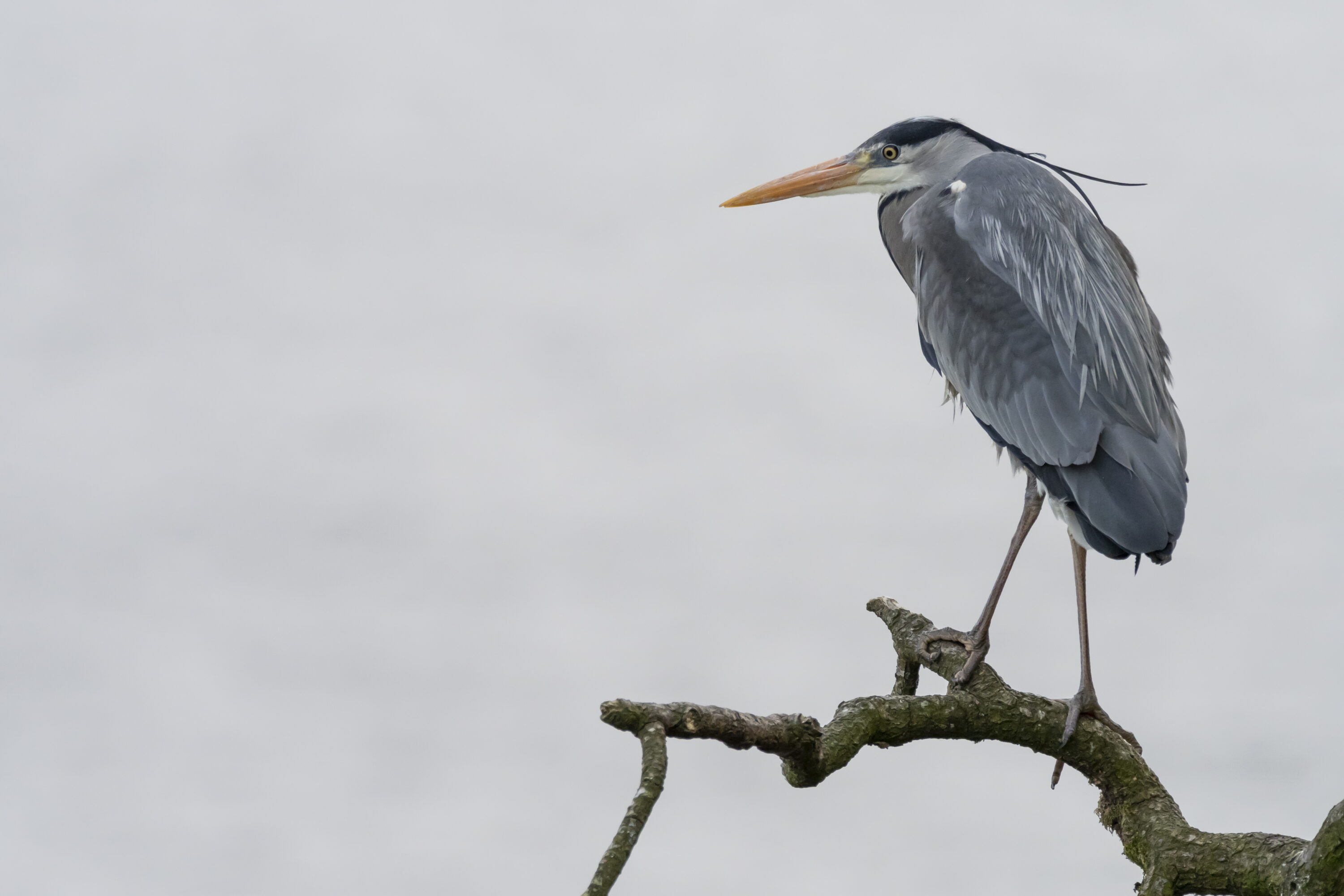 Calm Before the Storm