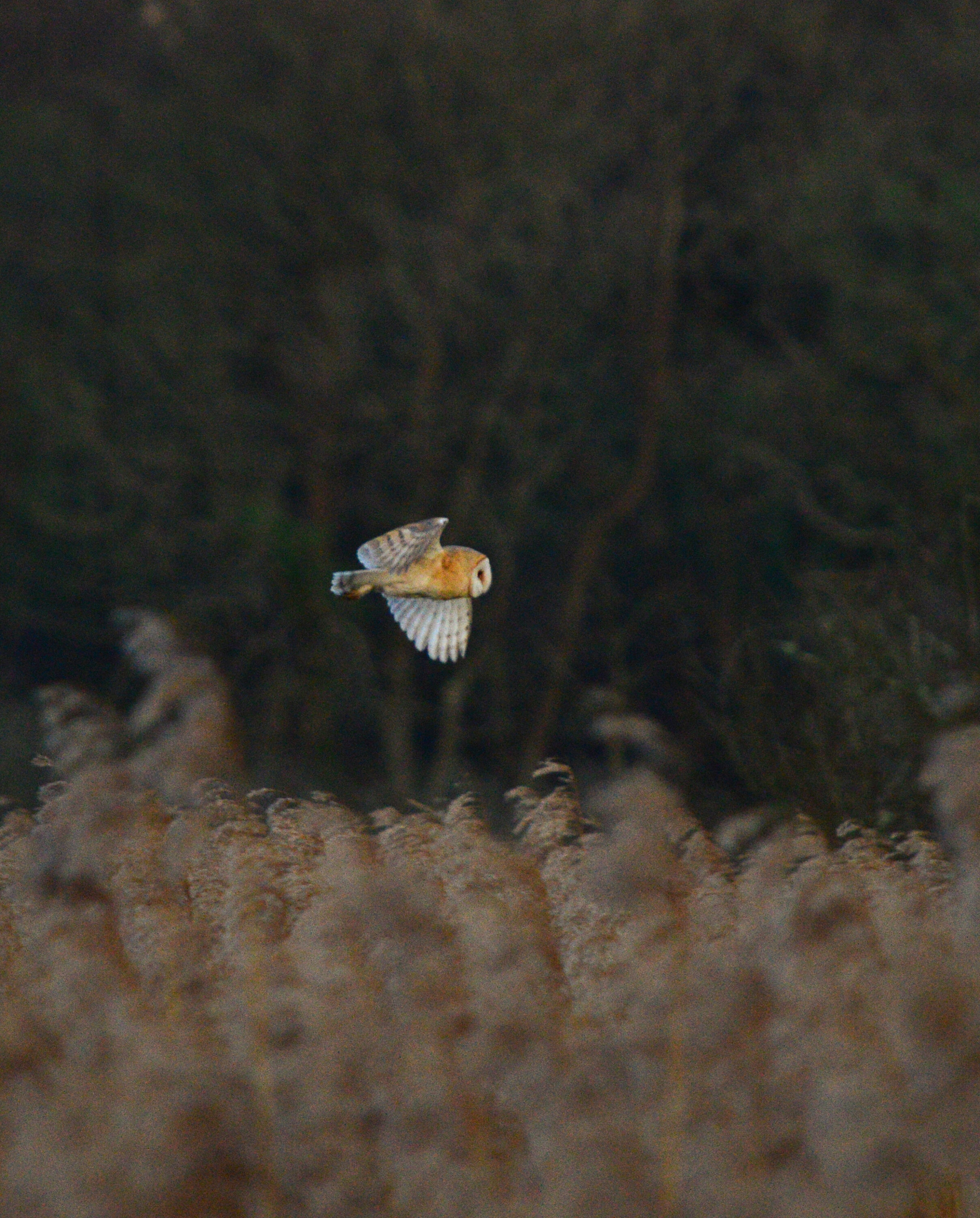 Barn Owl at Dusk