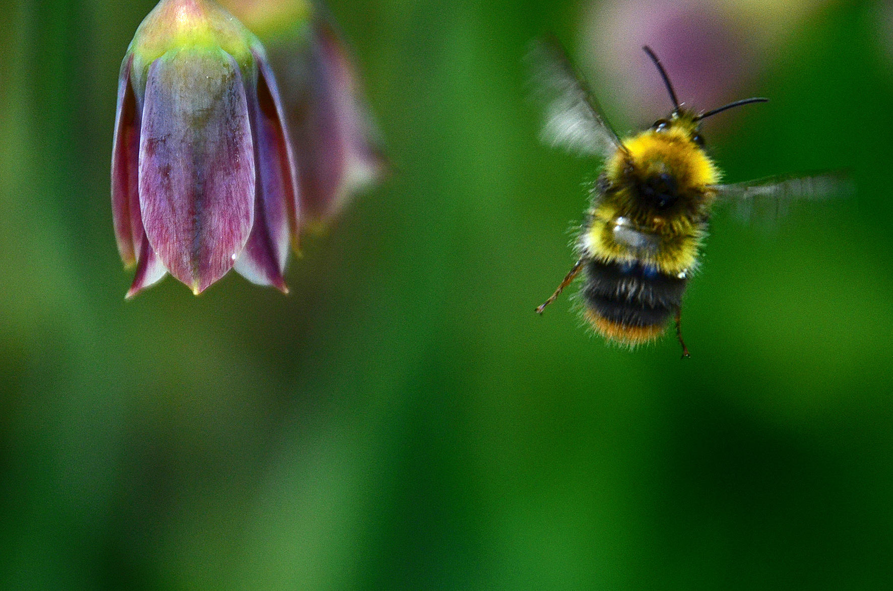 The Flight Of The Bumblebee