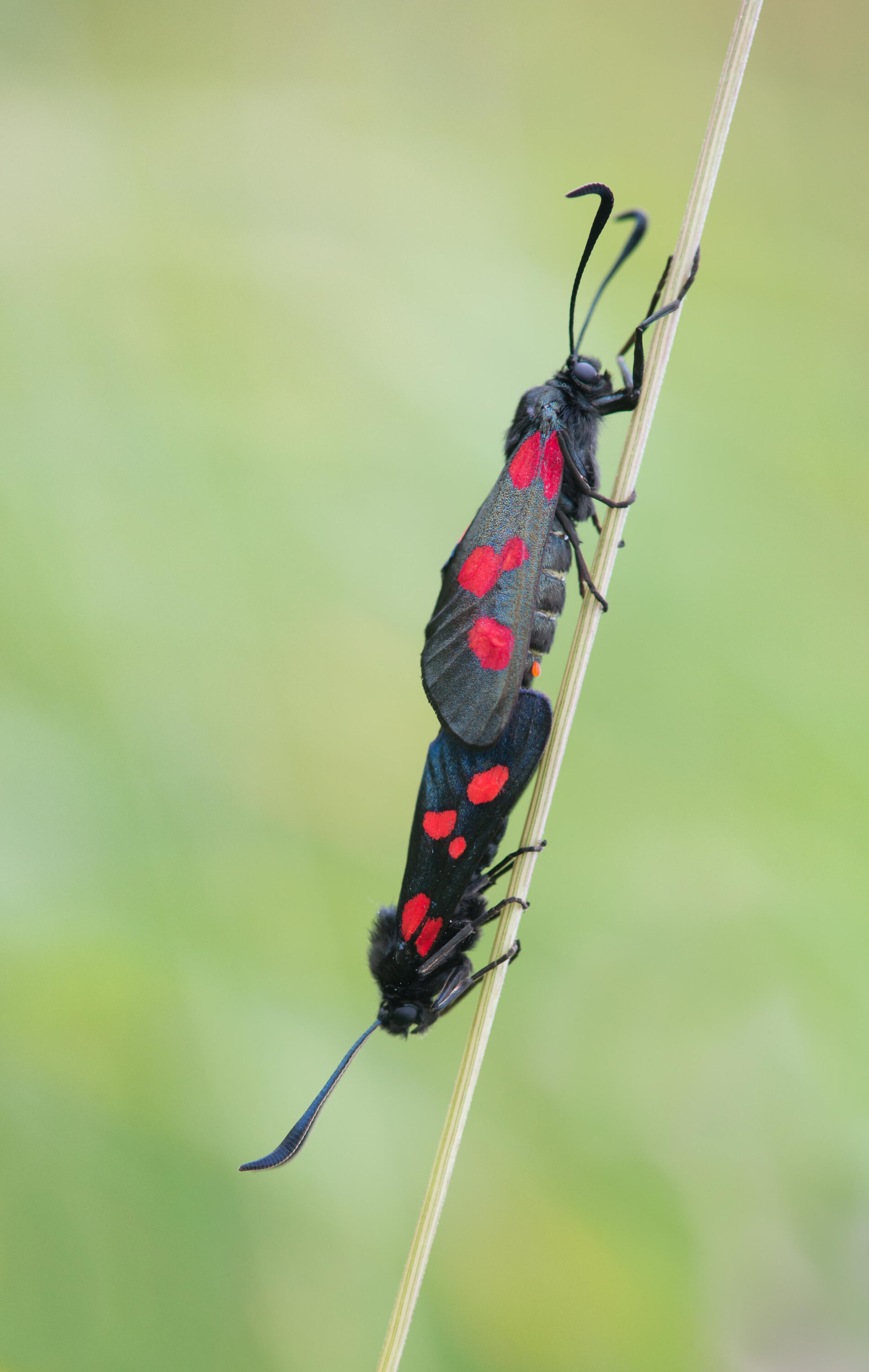 Burnett Moths