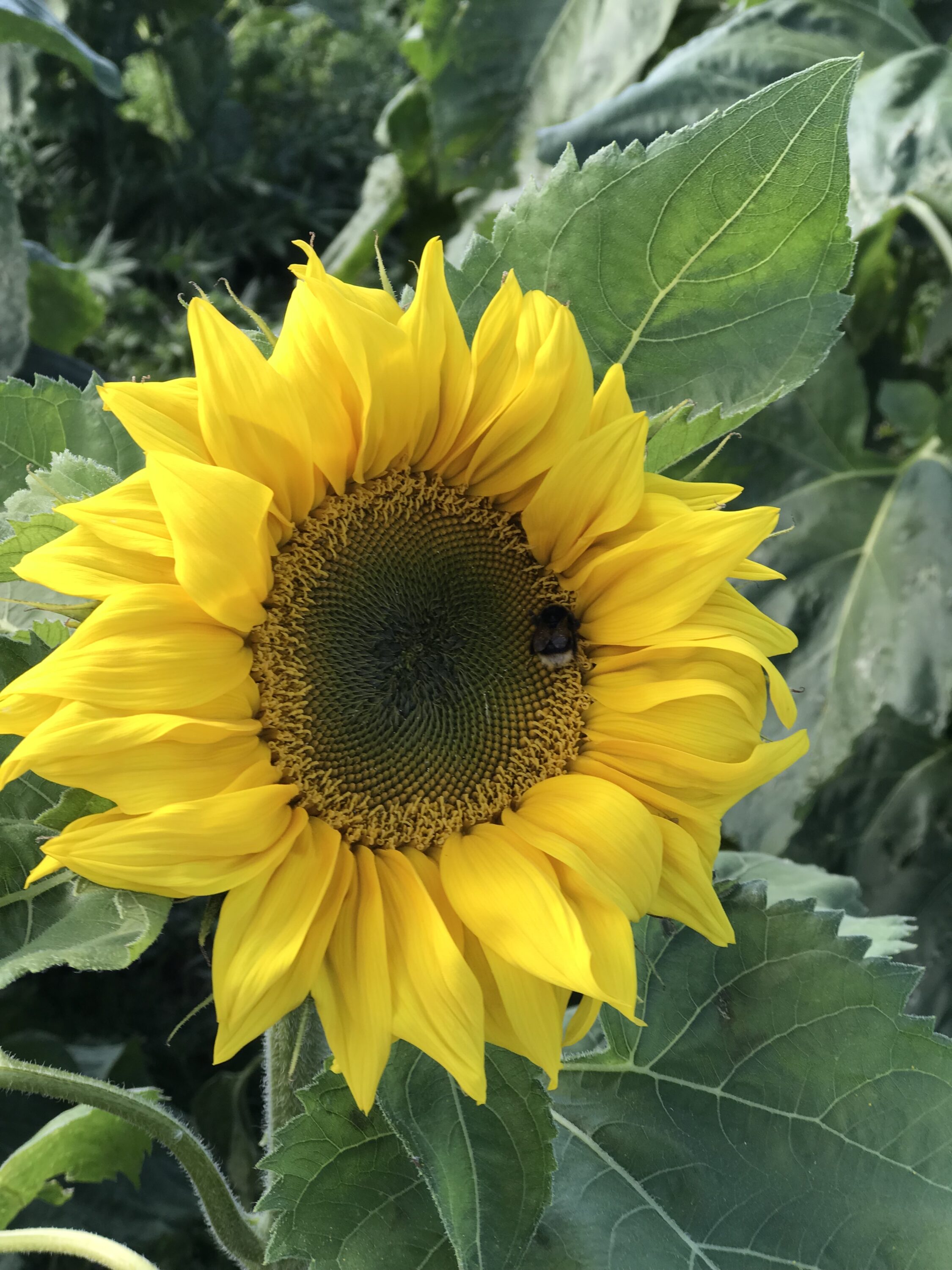 Bee utiful