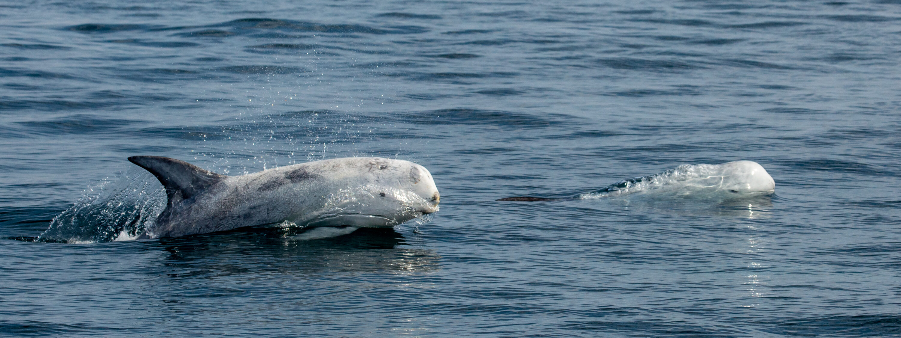 Risso's Dolphin family