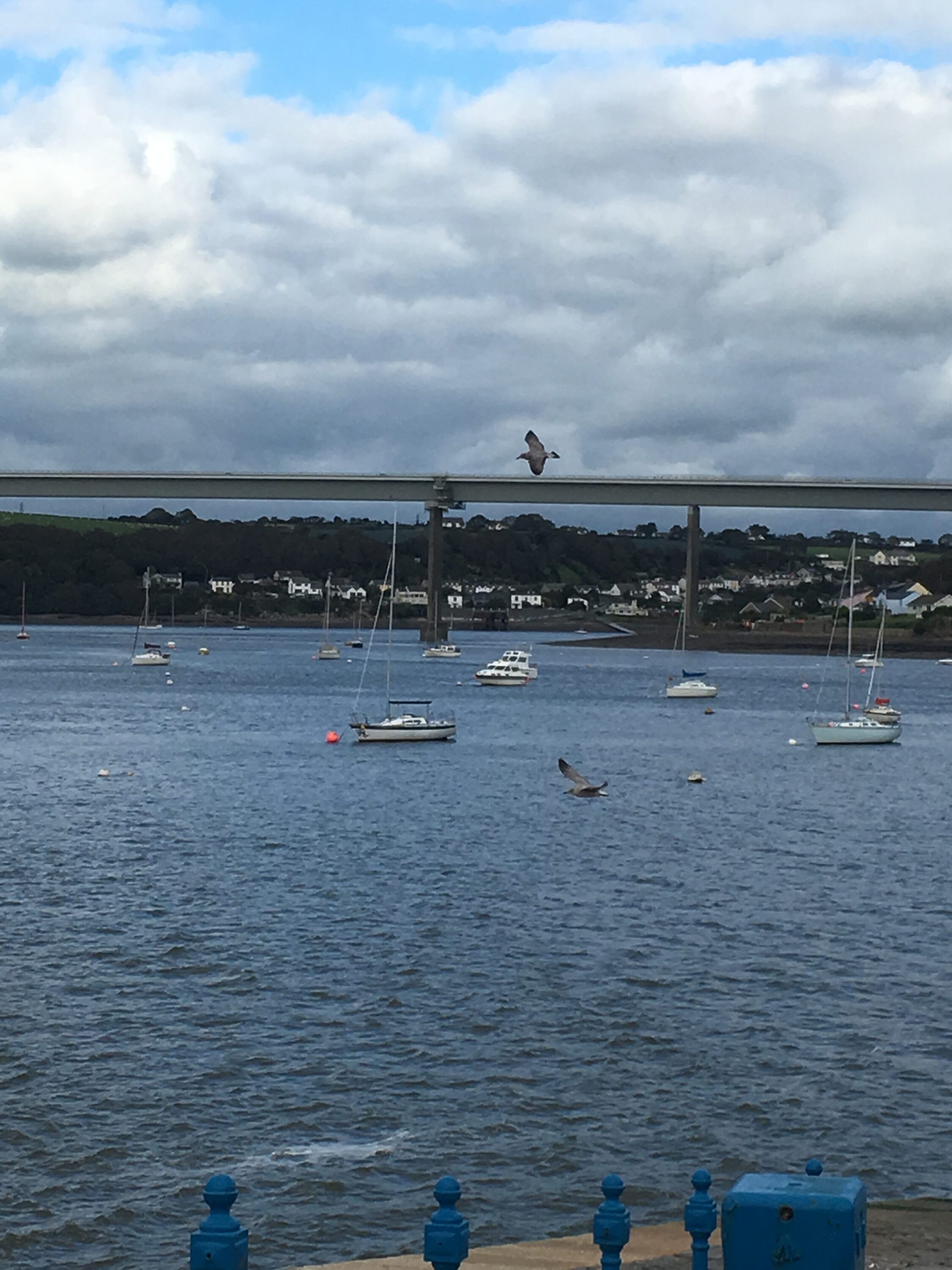 Flying Birds in the wind