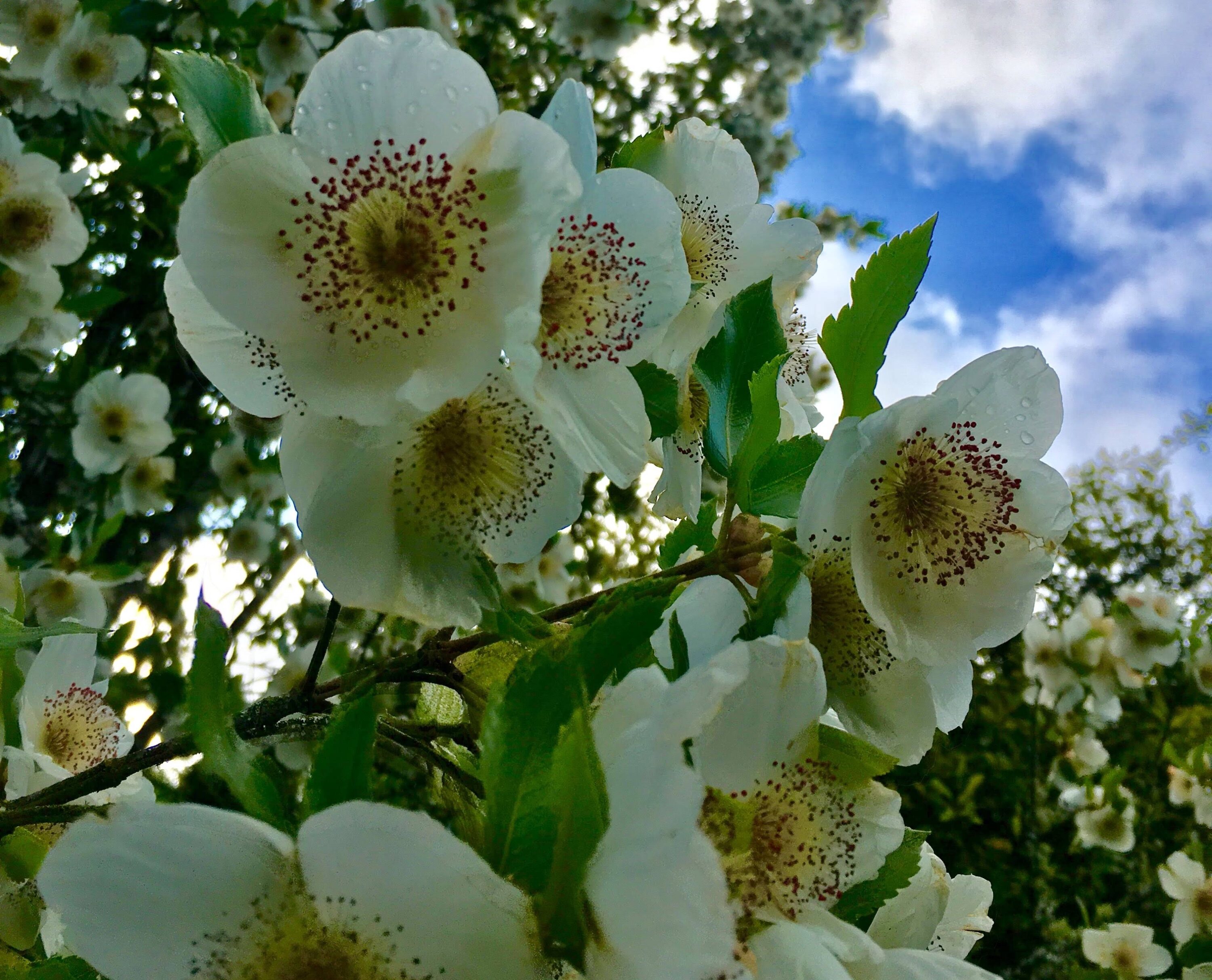 Eucryphia flowers in all their glory