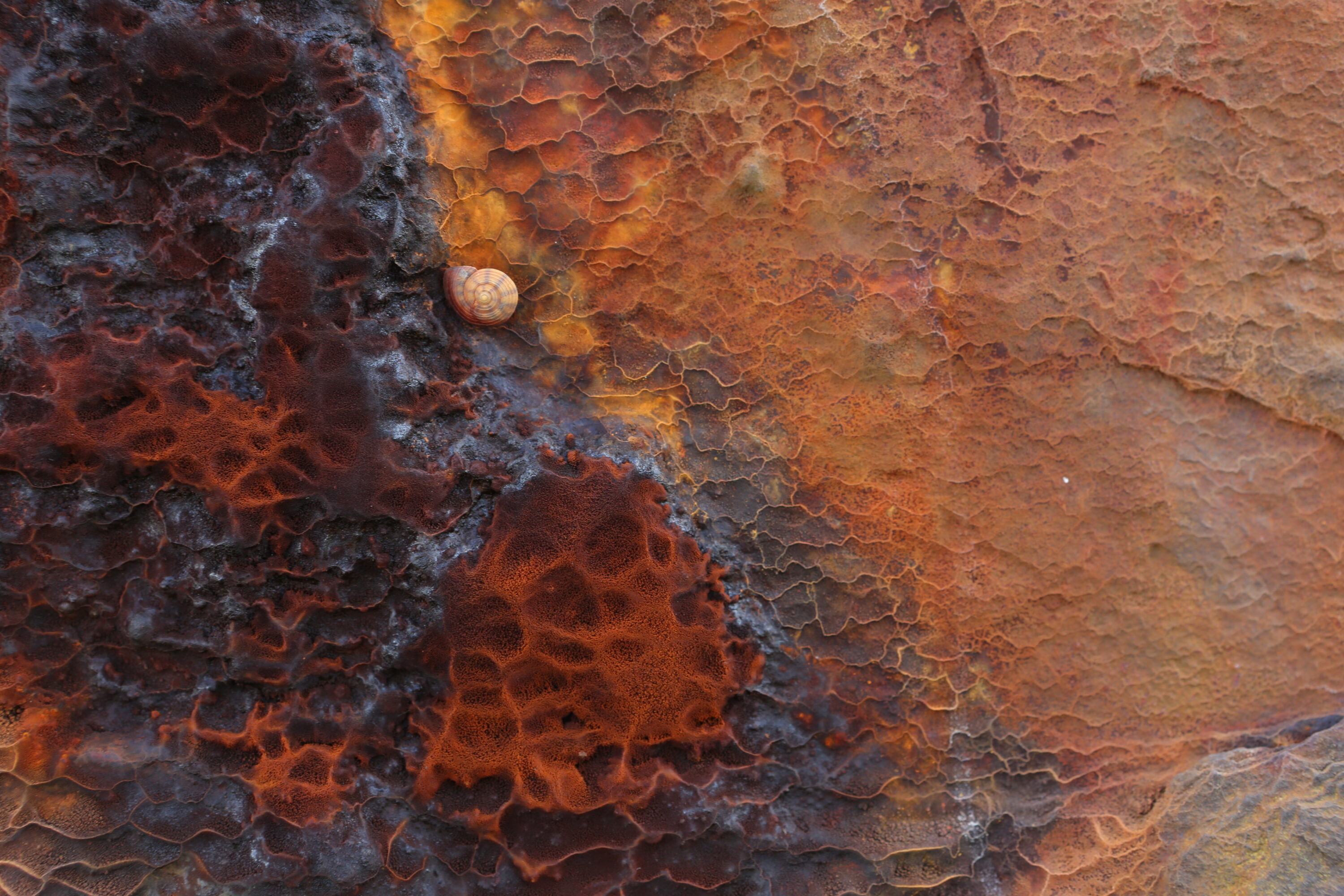 Snail on corroded metal landscape