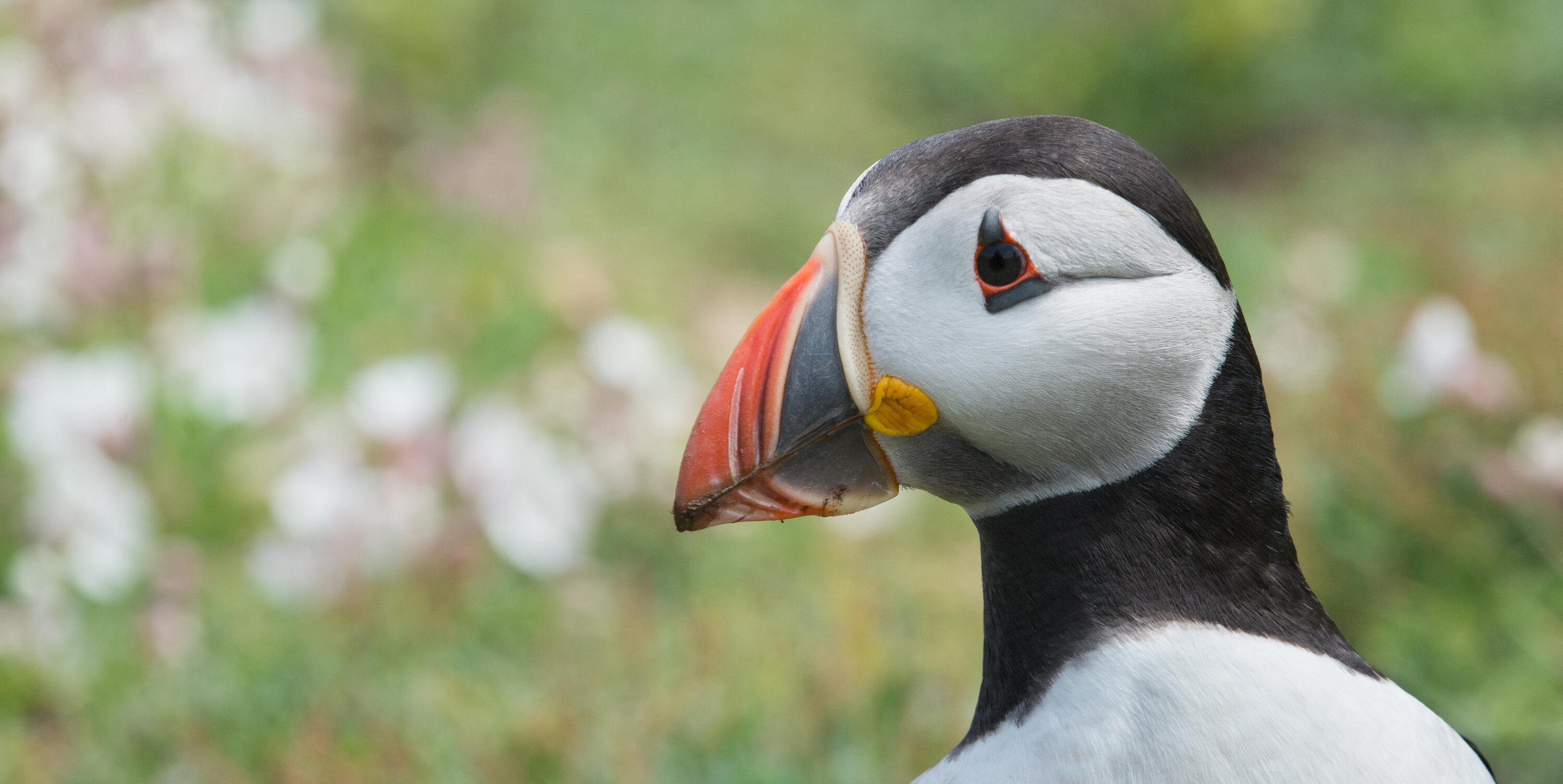 Puffin Portrait