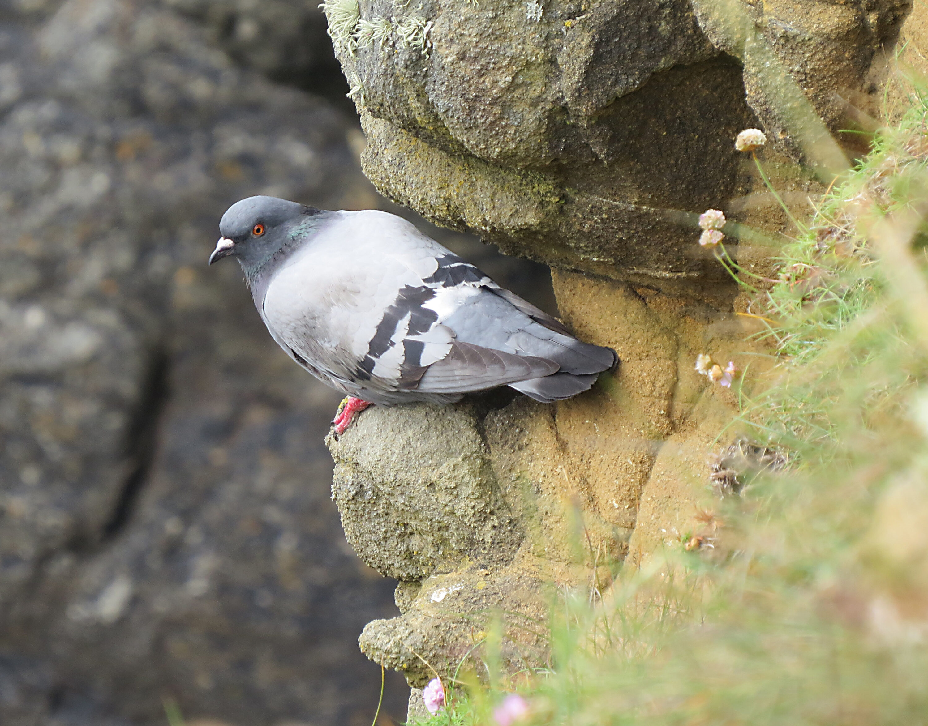 Resting Rock Dove