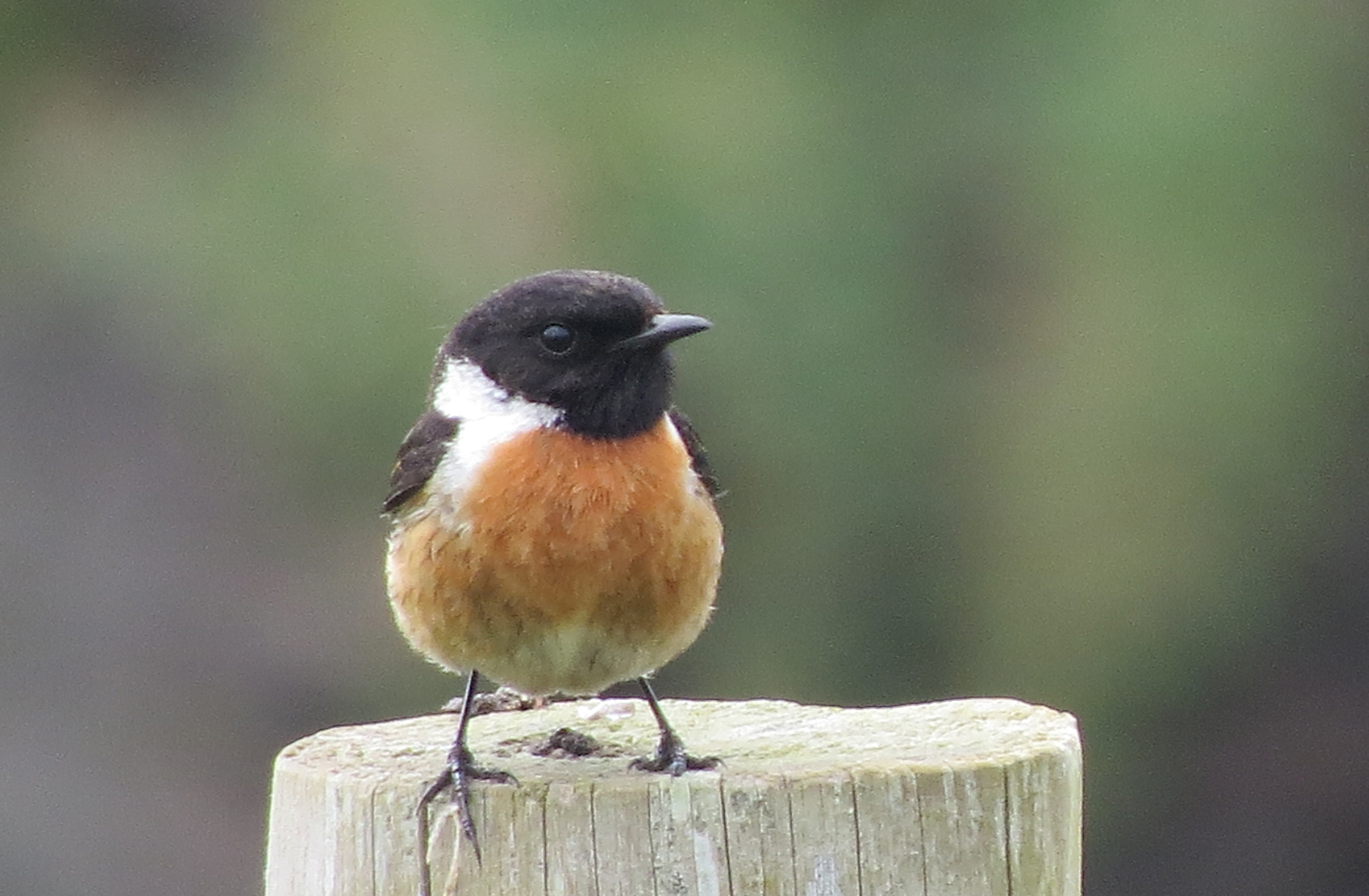Statuesque Stonechat