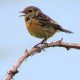Warbling Wheatear