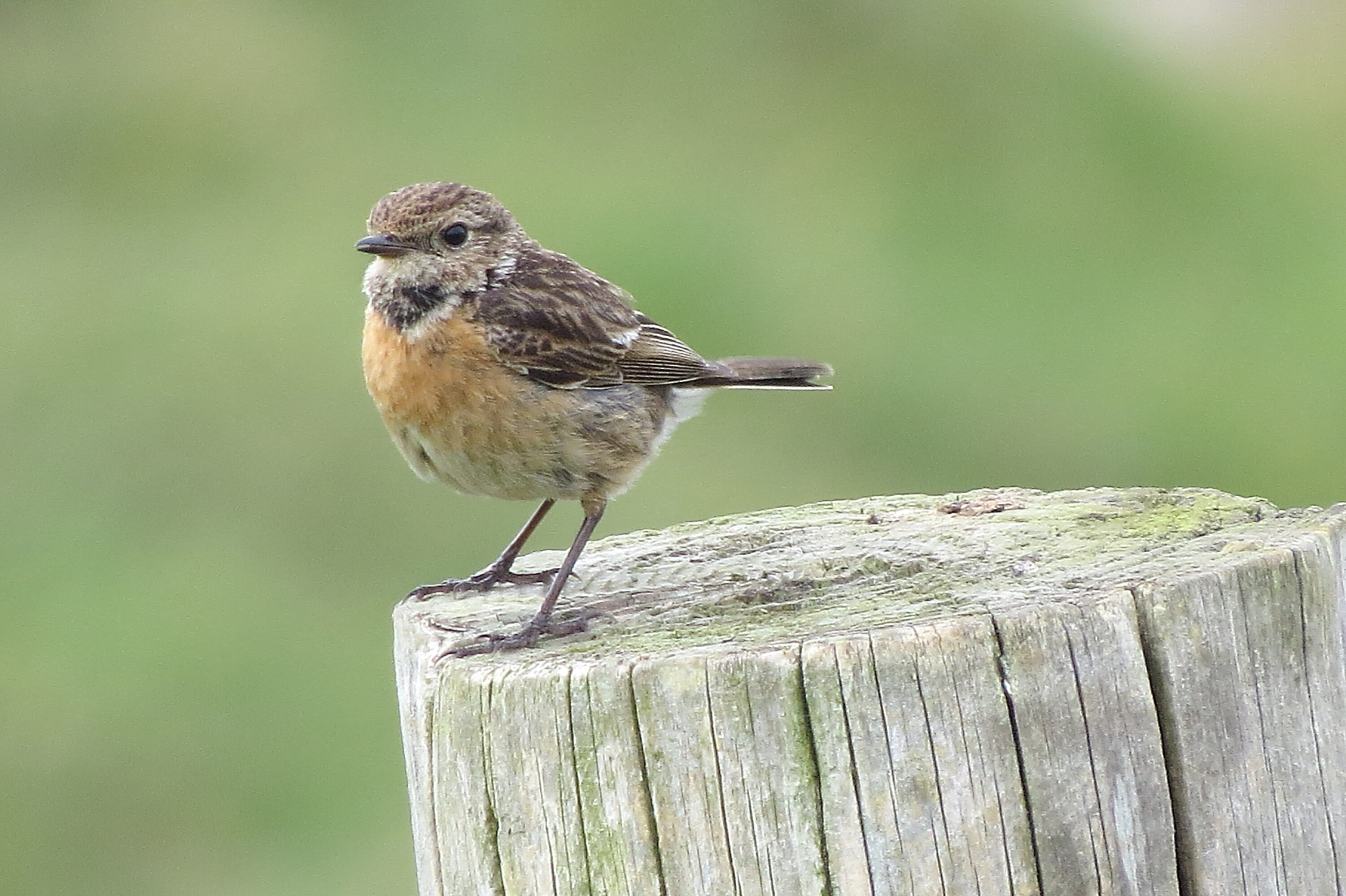 Lovely Wheatear
