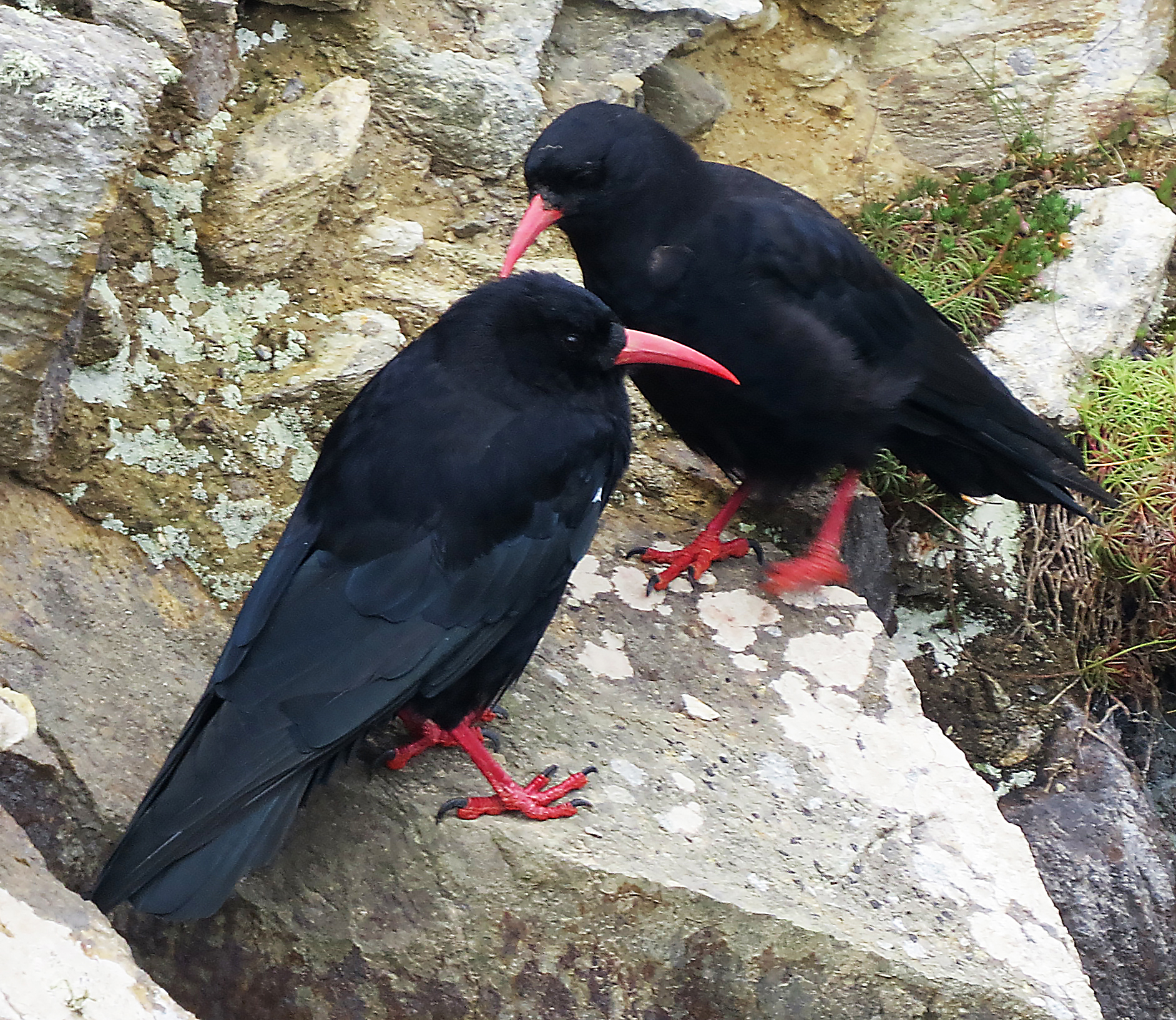 Hokey Cokey Chough (put your left foot in!)
