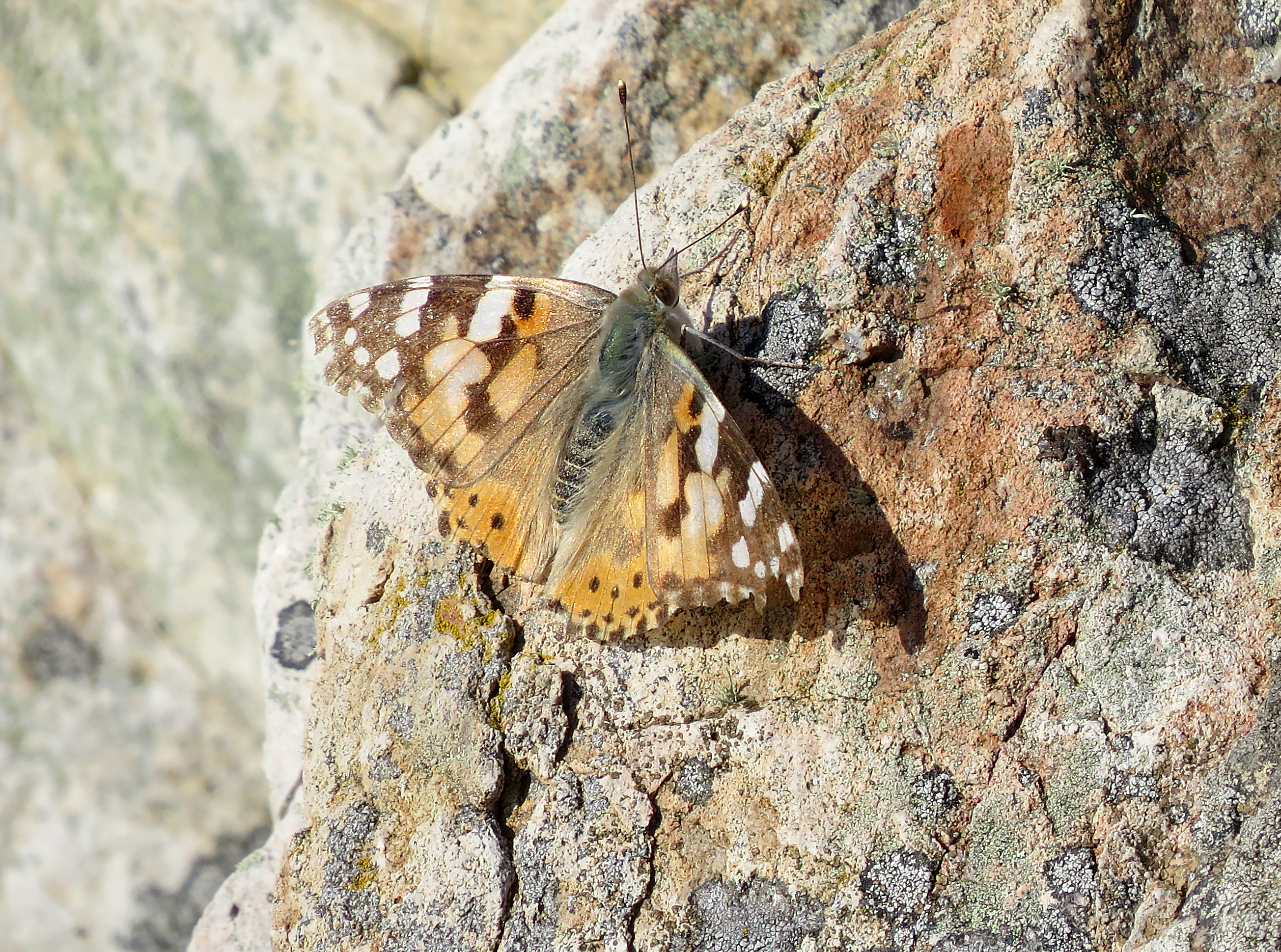 Camouflaged Butterfly