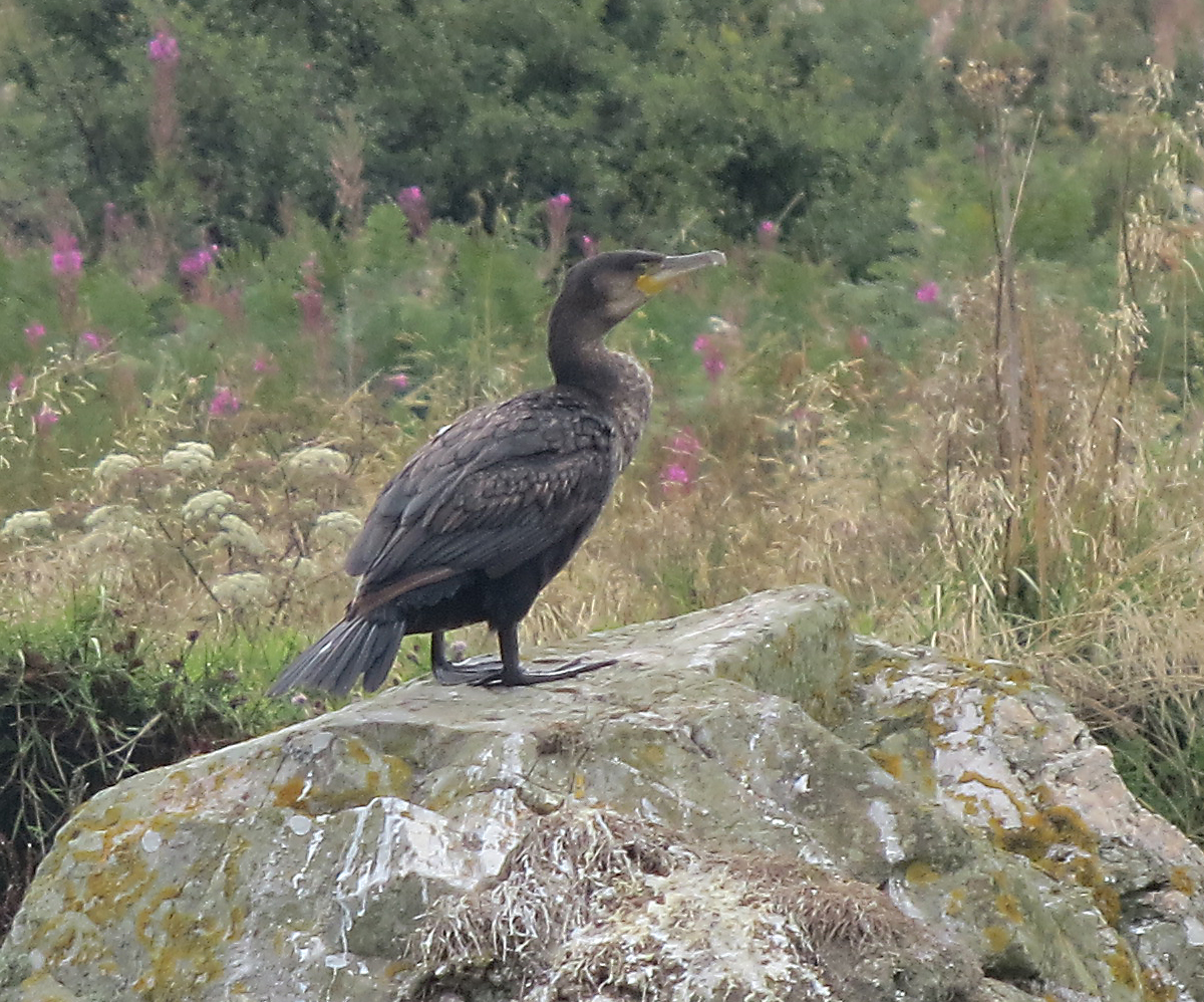 Chilling Cormorant
