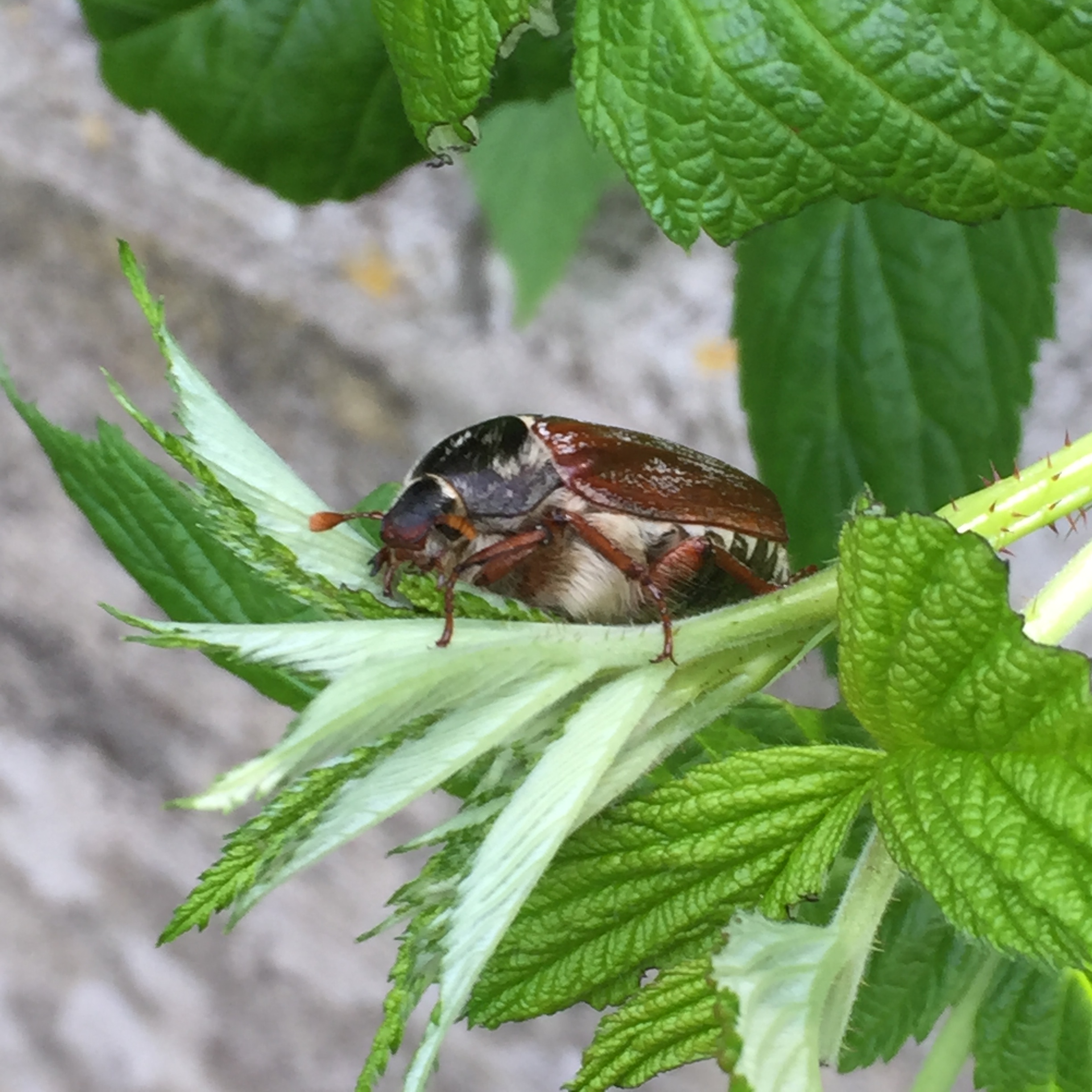 Big Bug