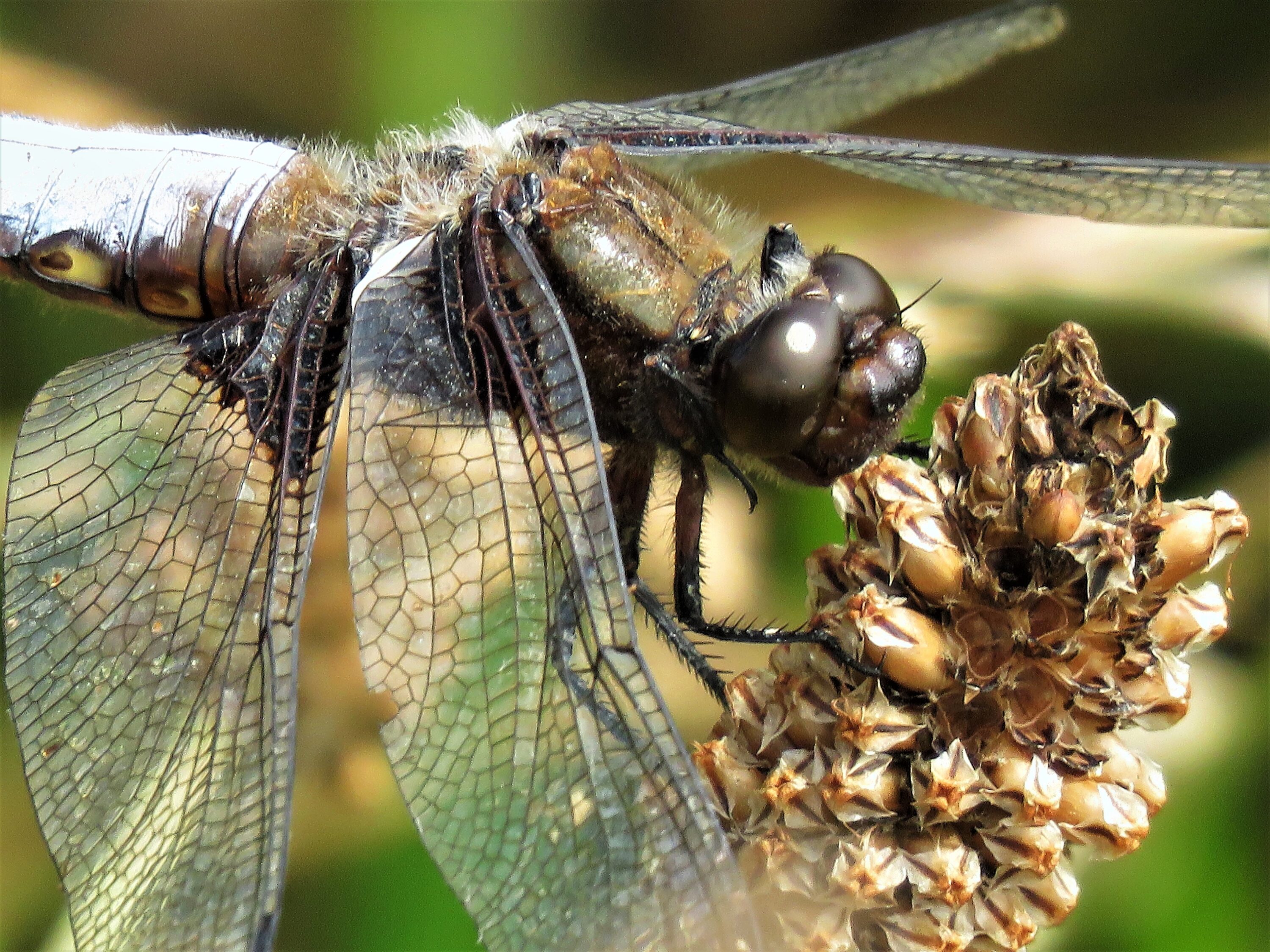 dragonfly