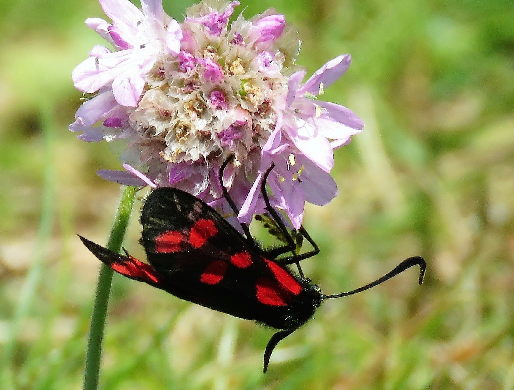 Burnet