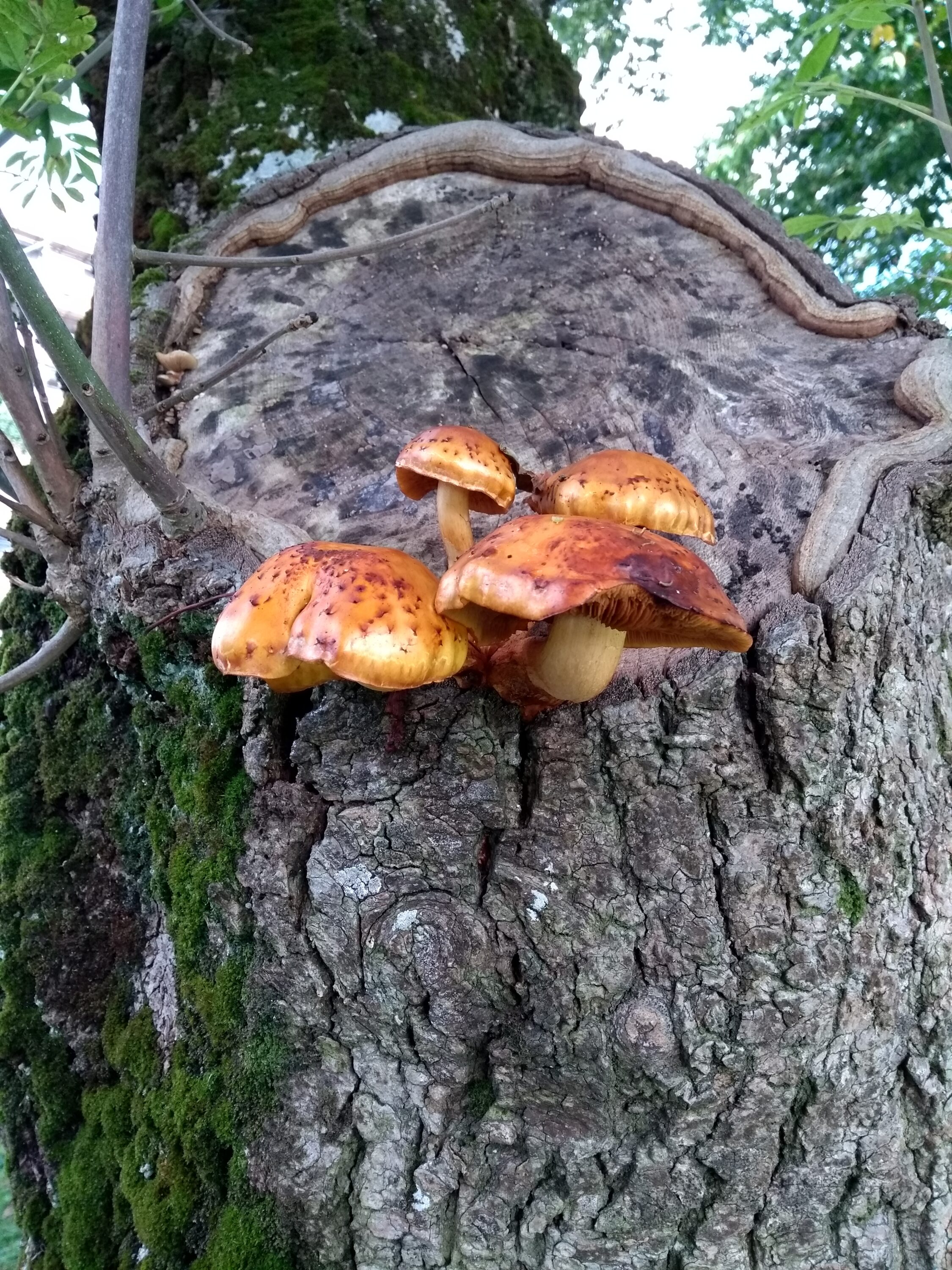 Tree mushrooms