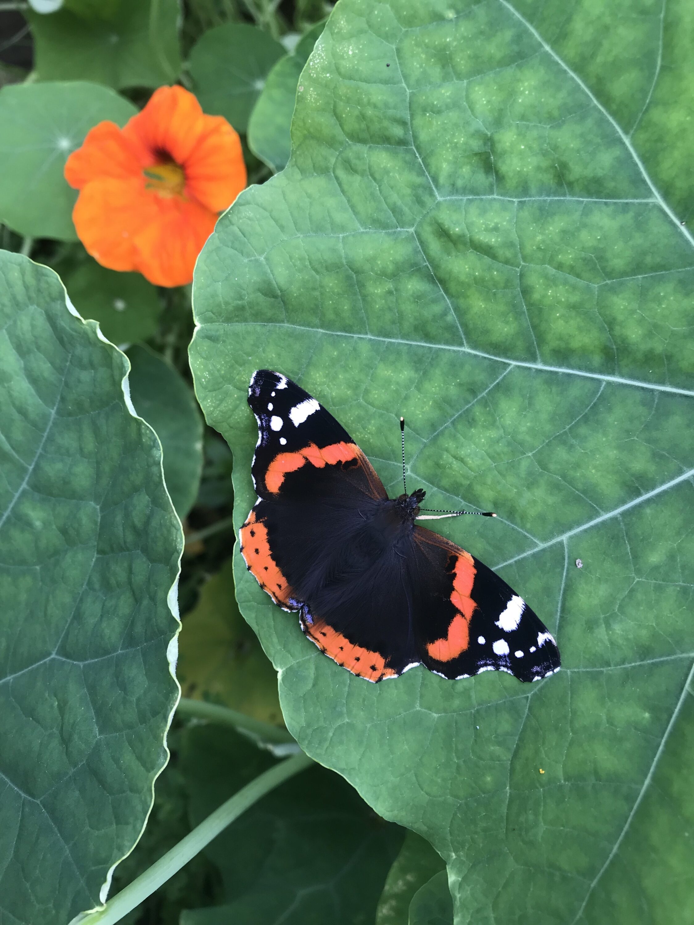 Resting Red Admiral