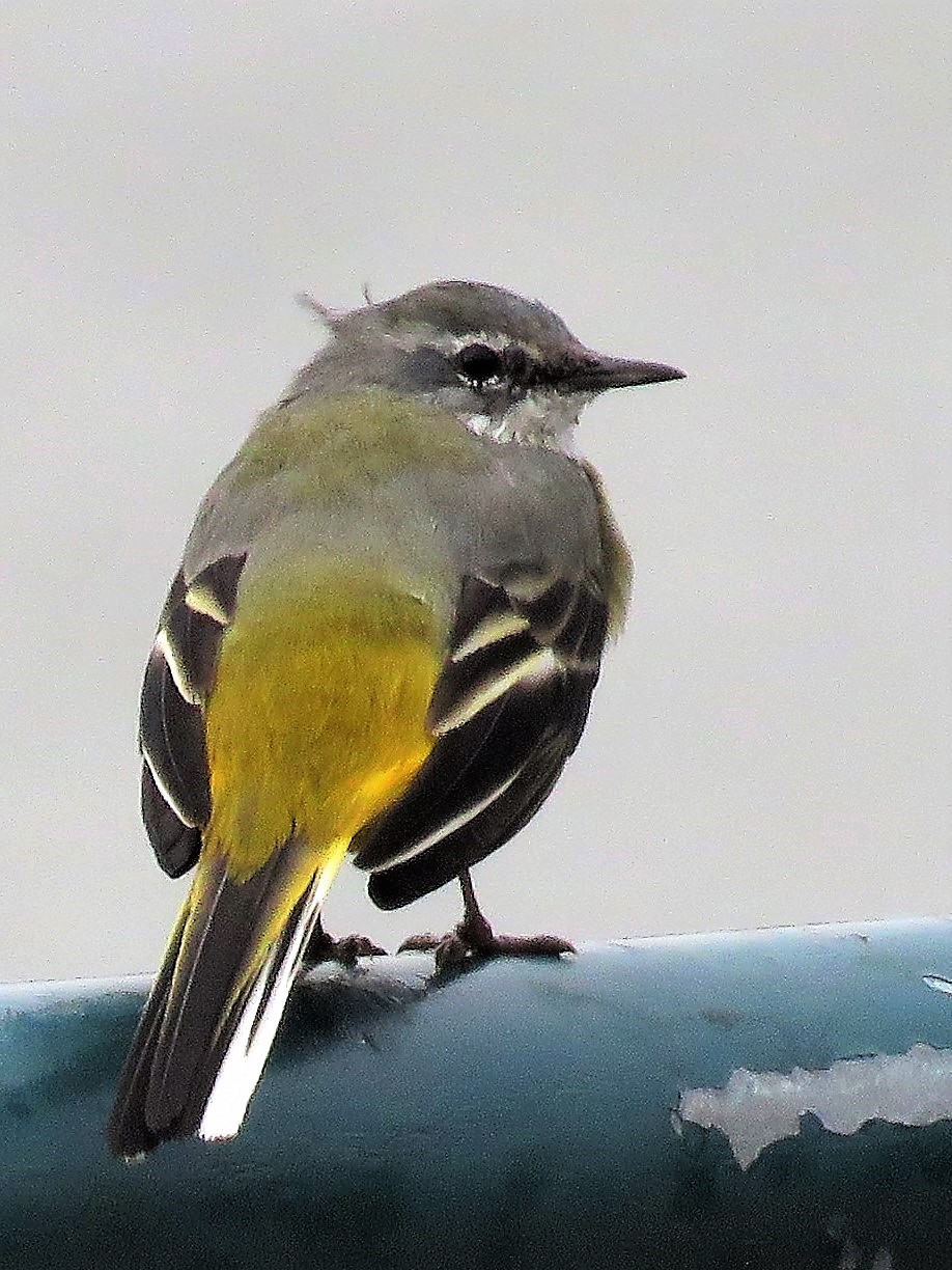 wagtail