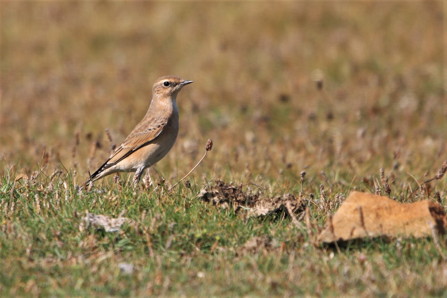 Wheatear