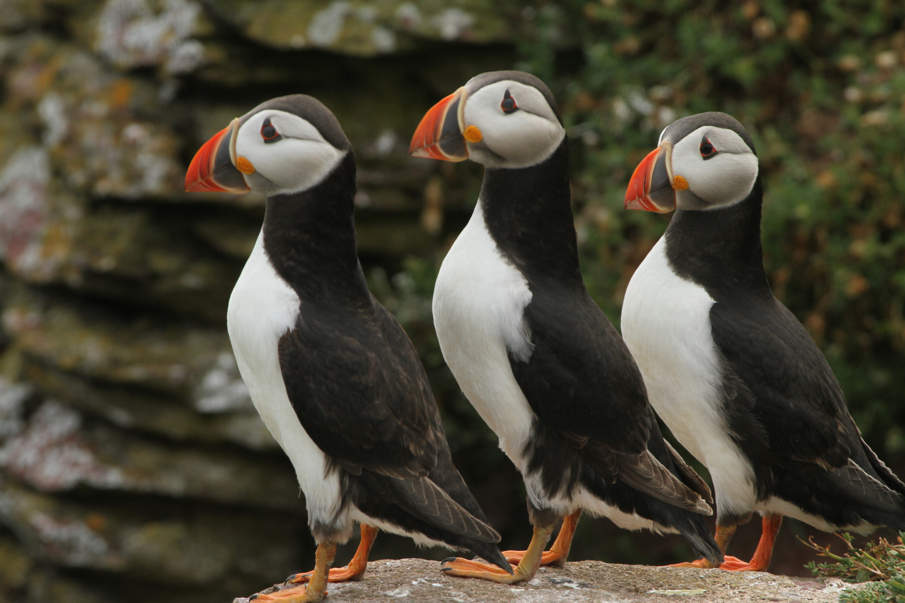 Puffins on Parade