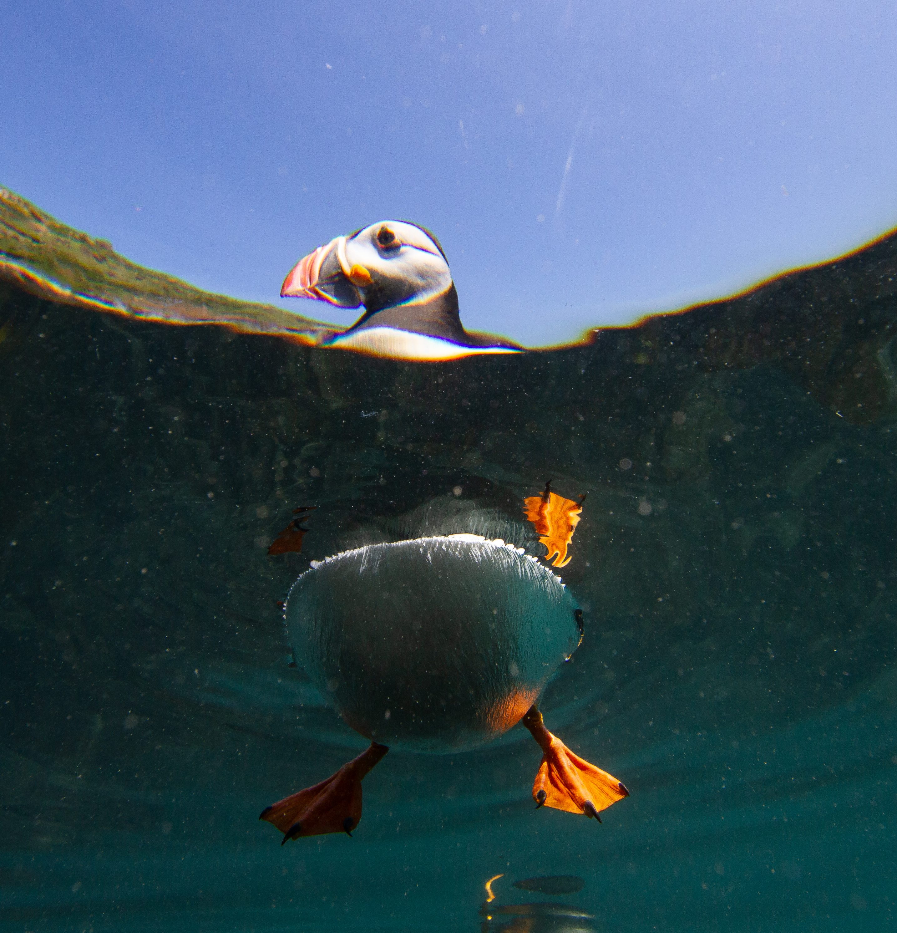 Who Ate All The Sandeels ? Skomer Puffin