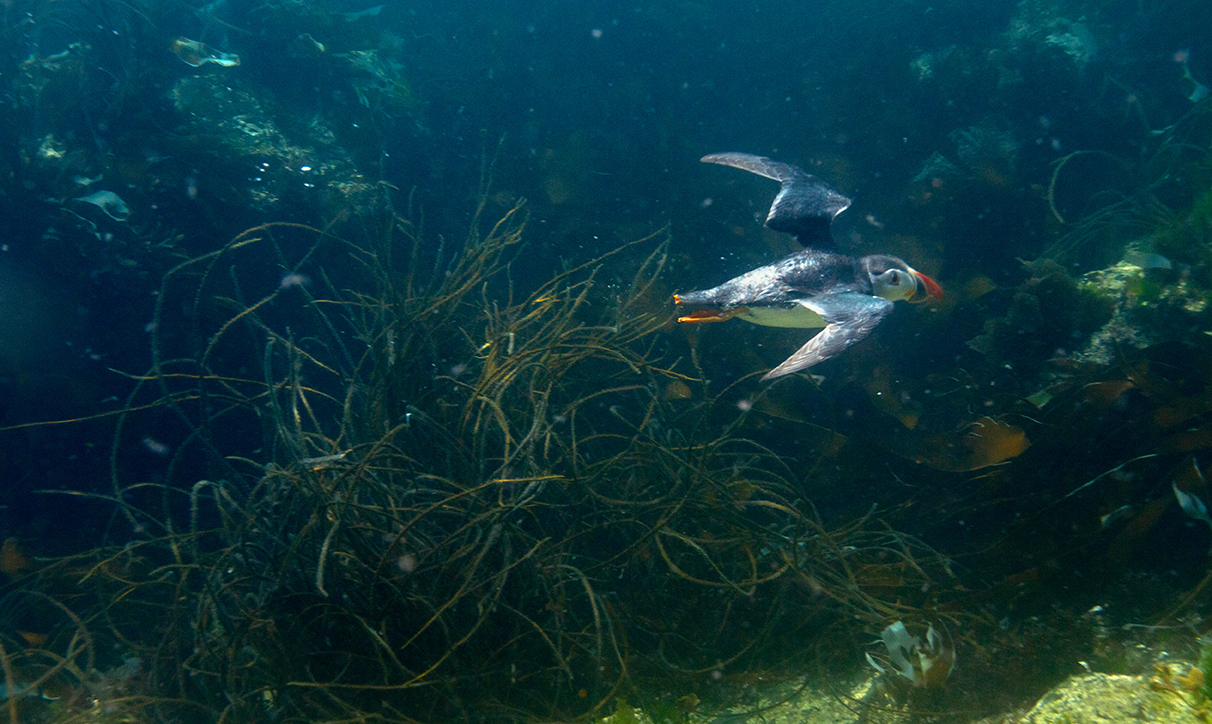 Swimming Puffin
