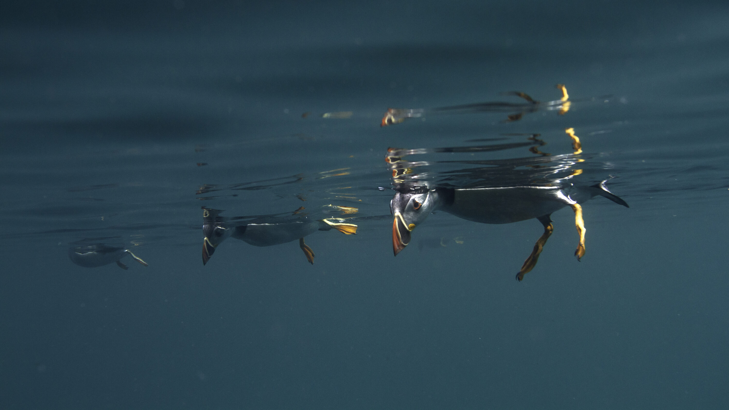 Snorkeling Puffins, Skomer Island