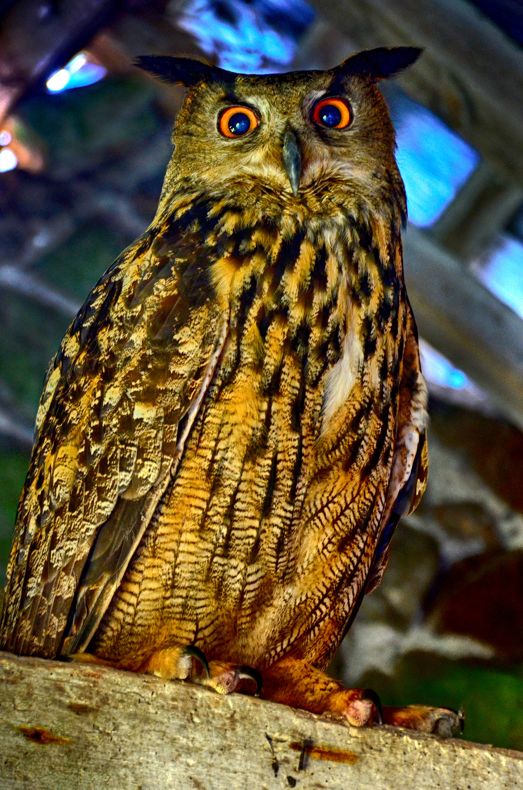 Eagle Owl