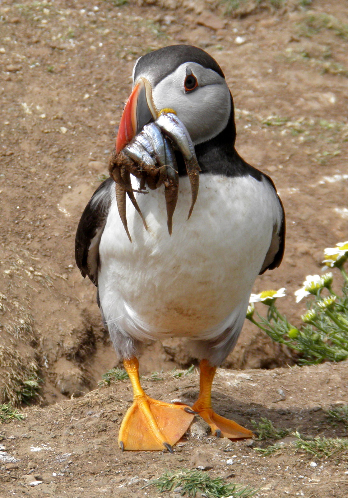 Puffin