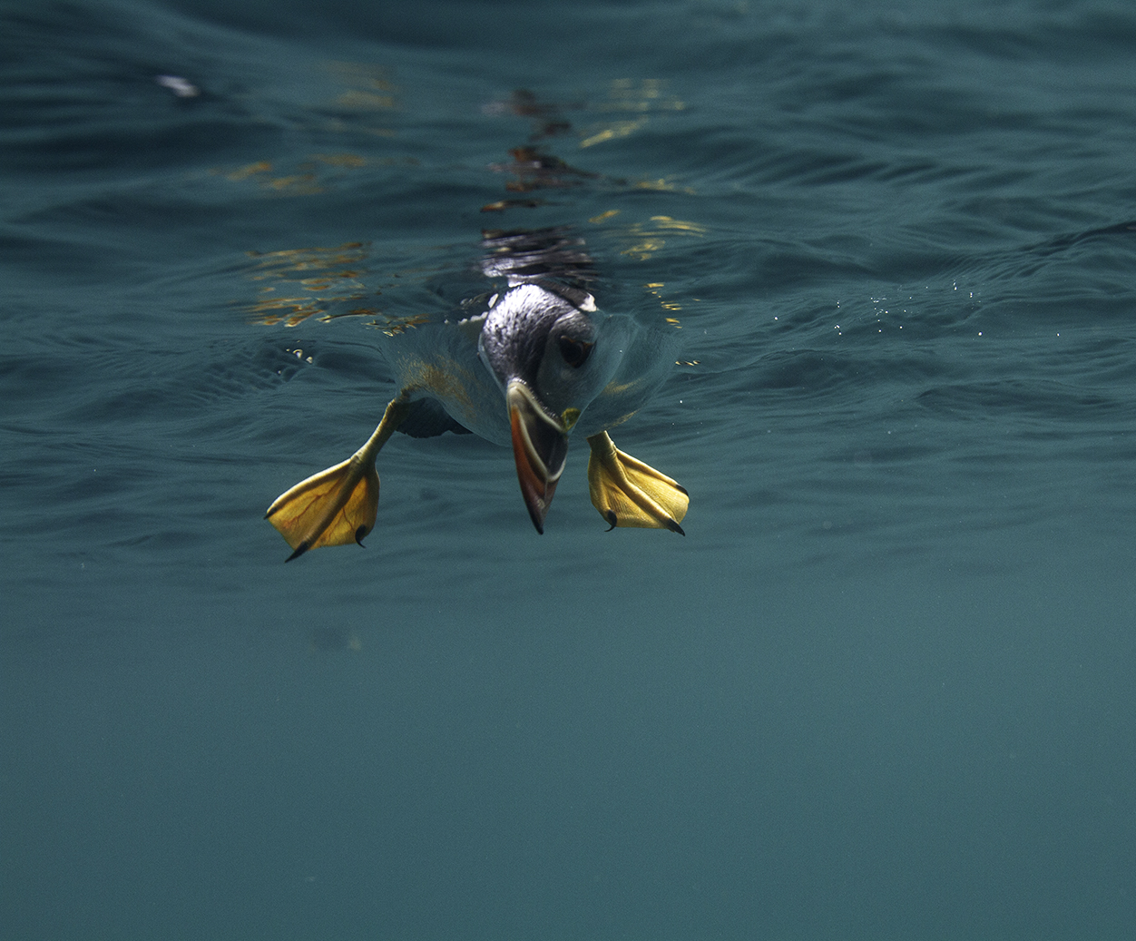 Looking for Lunch. Skomer Puffin