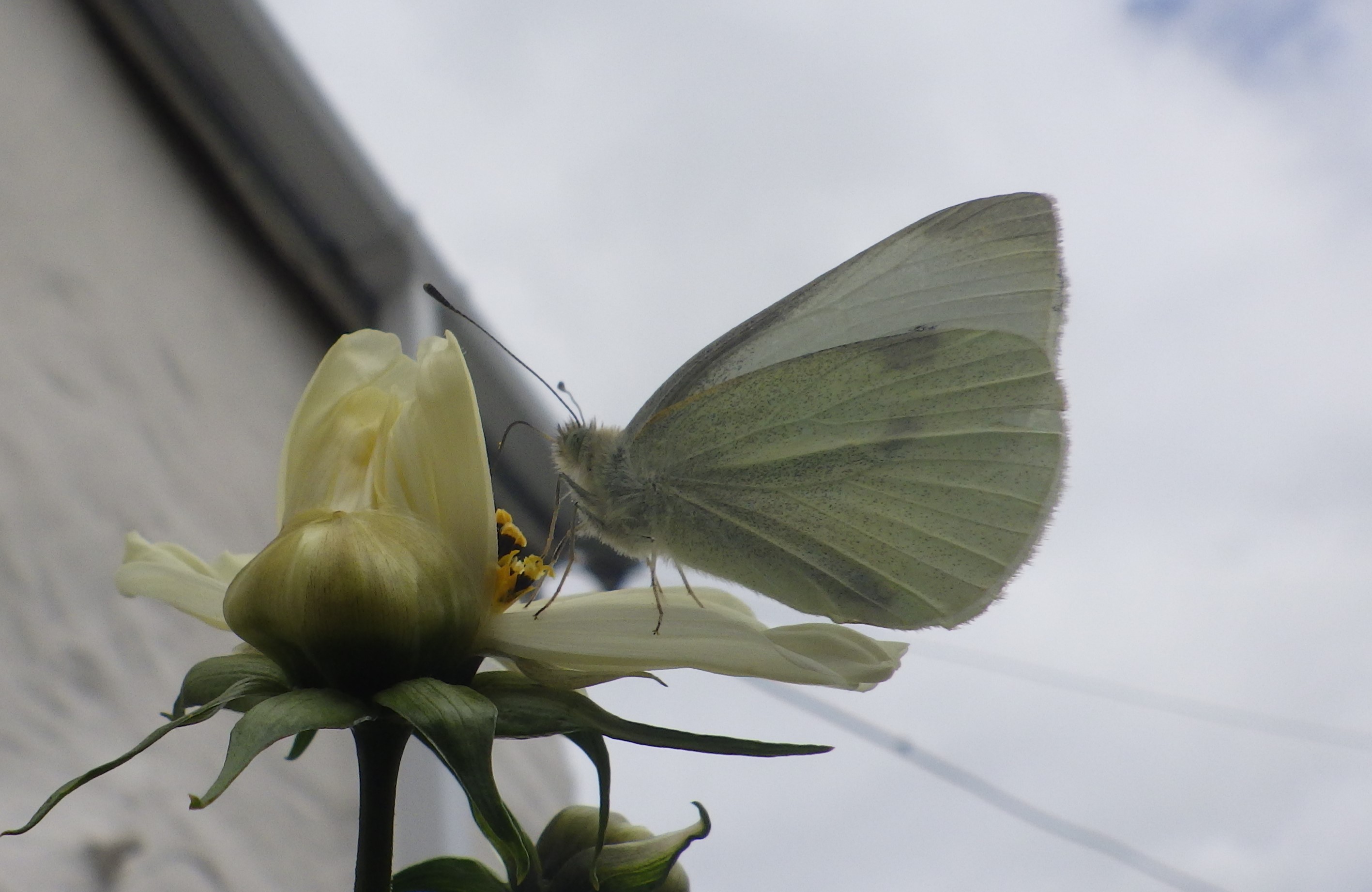 Wonderfully White