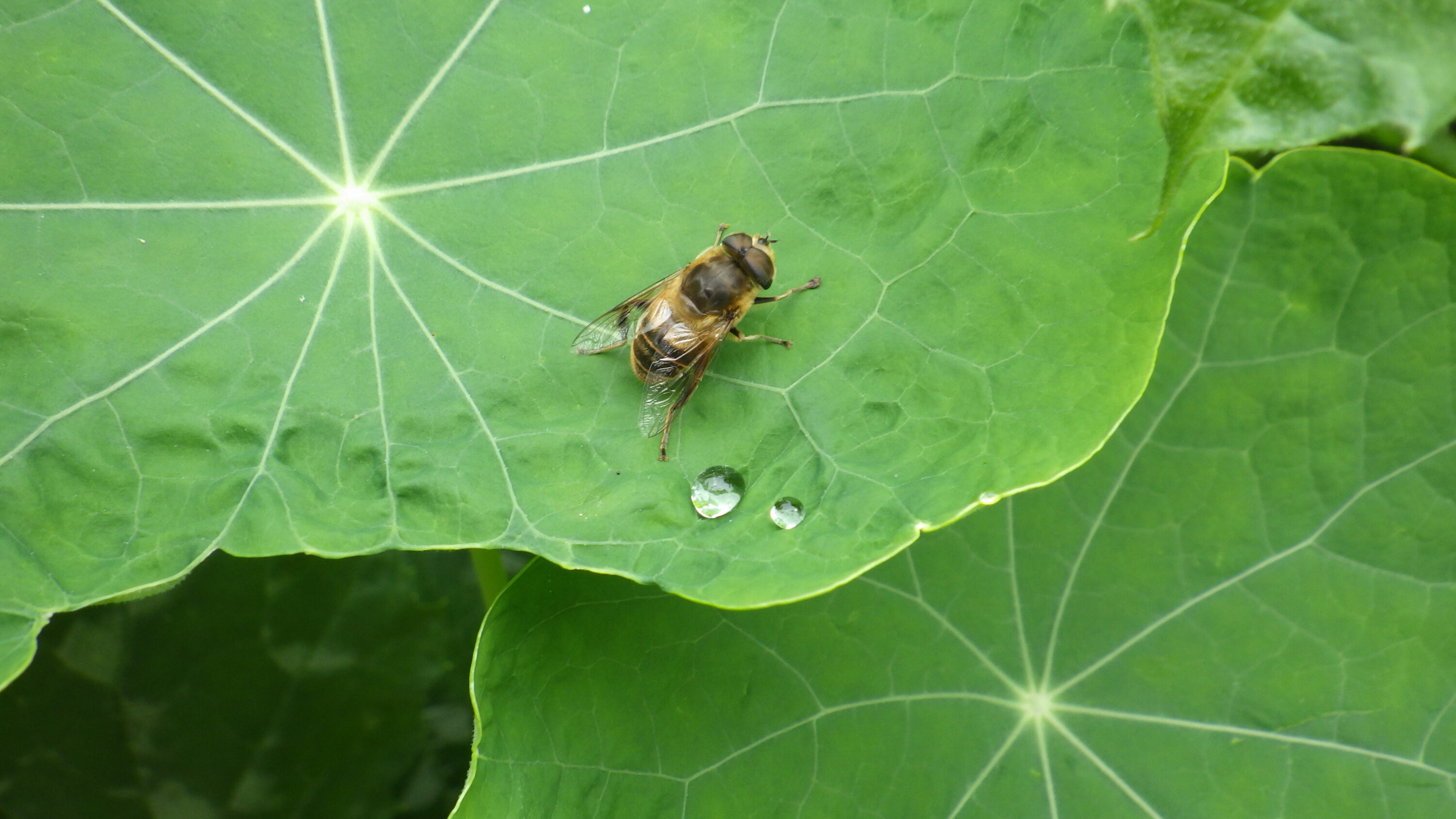 Dew drops are forming on my leaf