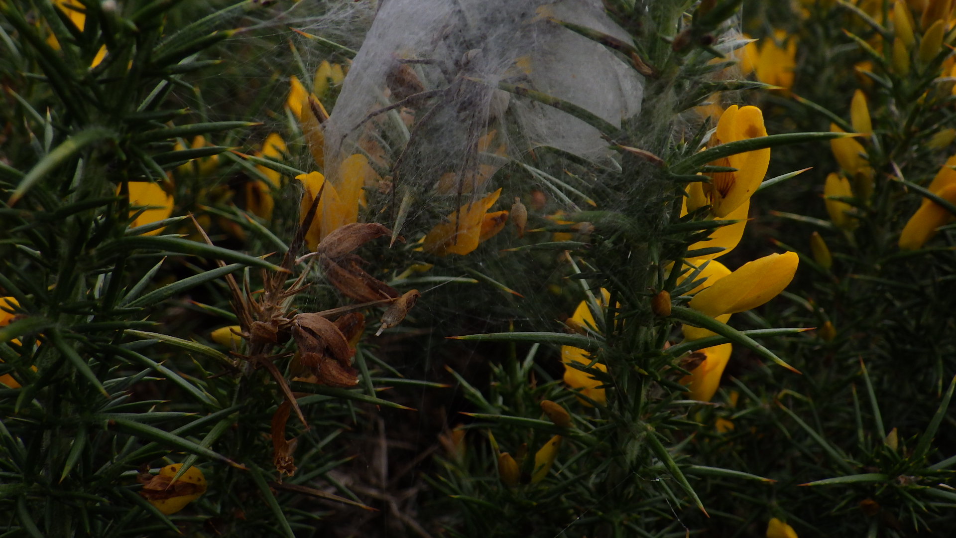 Can you see me in my wondrous web?
