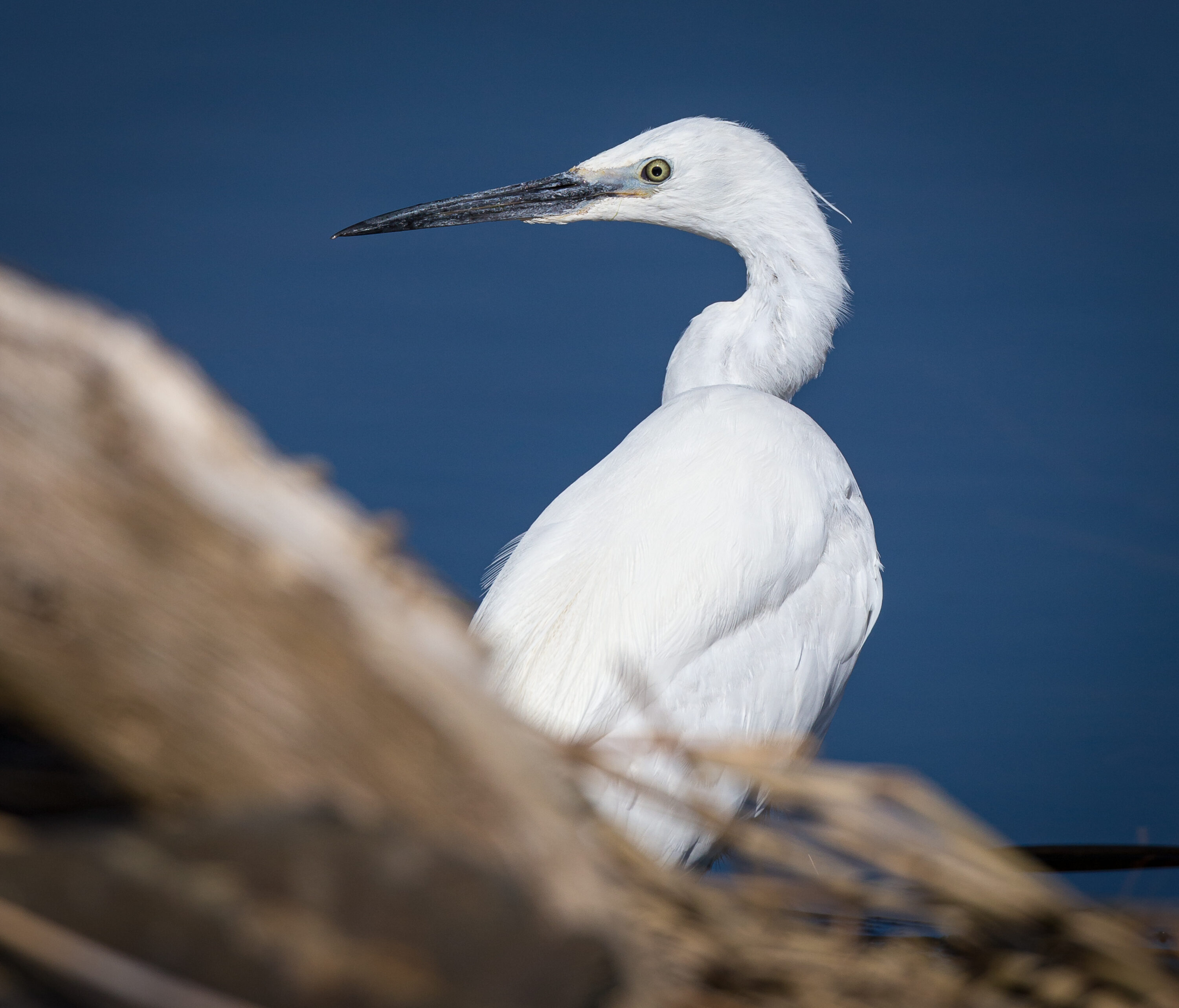 Little Egret
