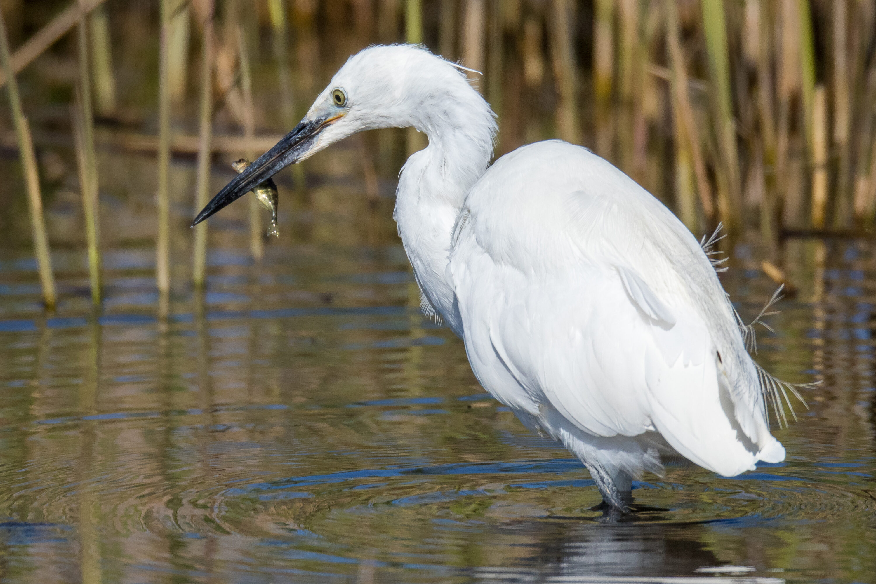 Little Egret with stickleback