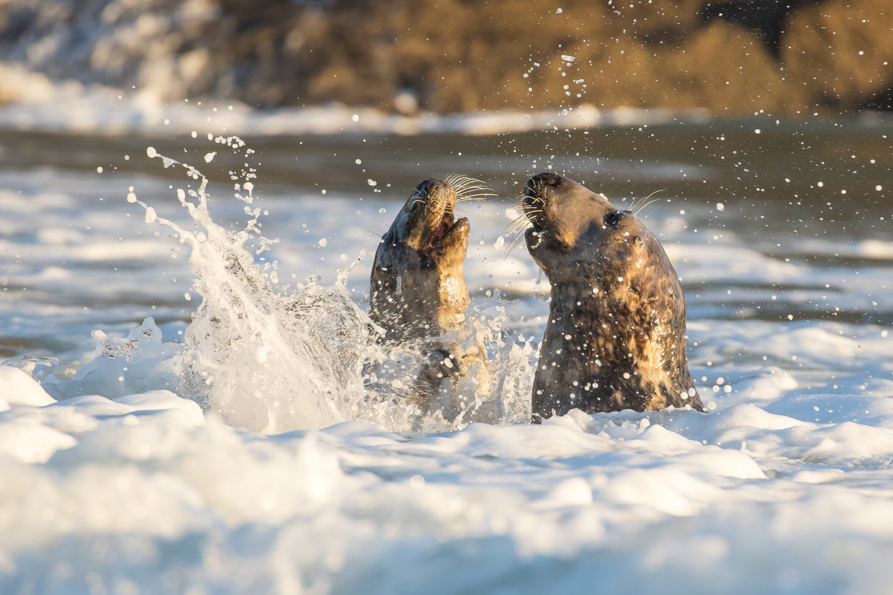 Grey Seals in surf