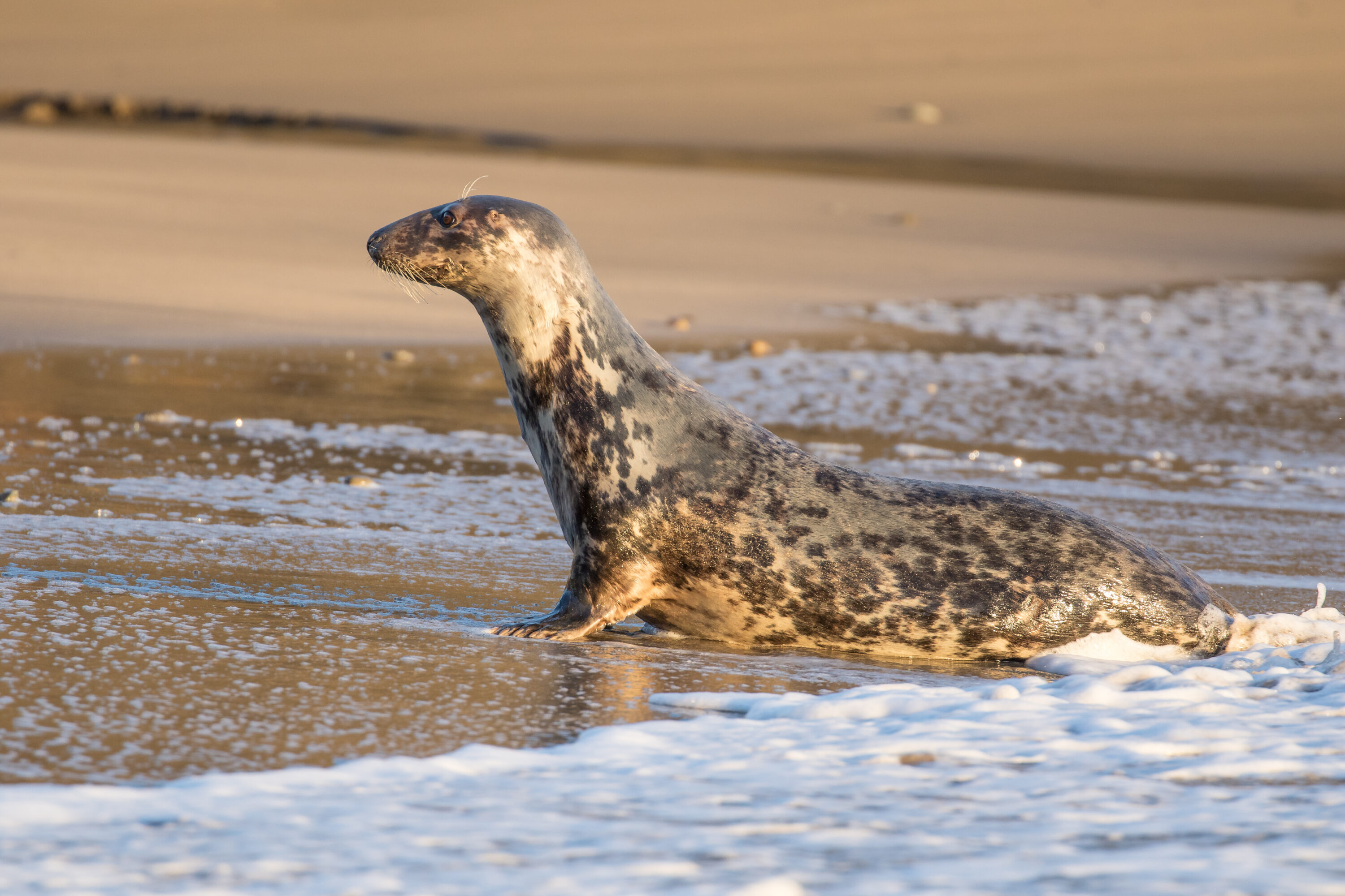 Grey Seal on beach