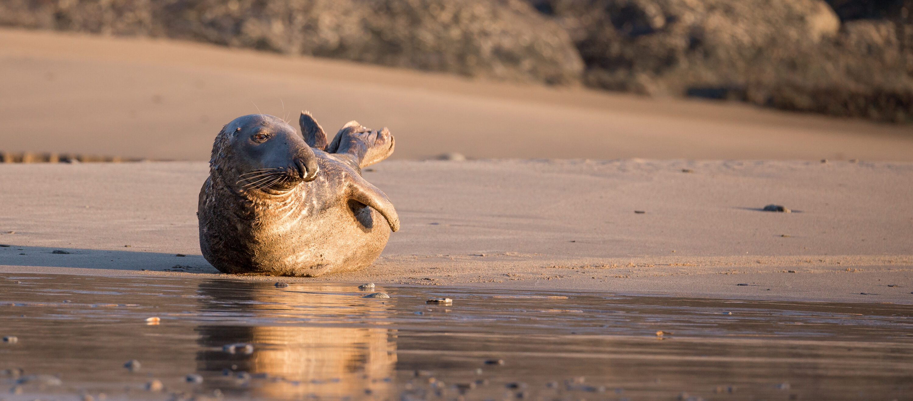Bull Grey Seal relaxing in late evening sun.