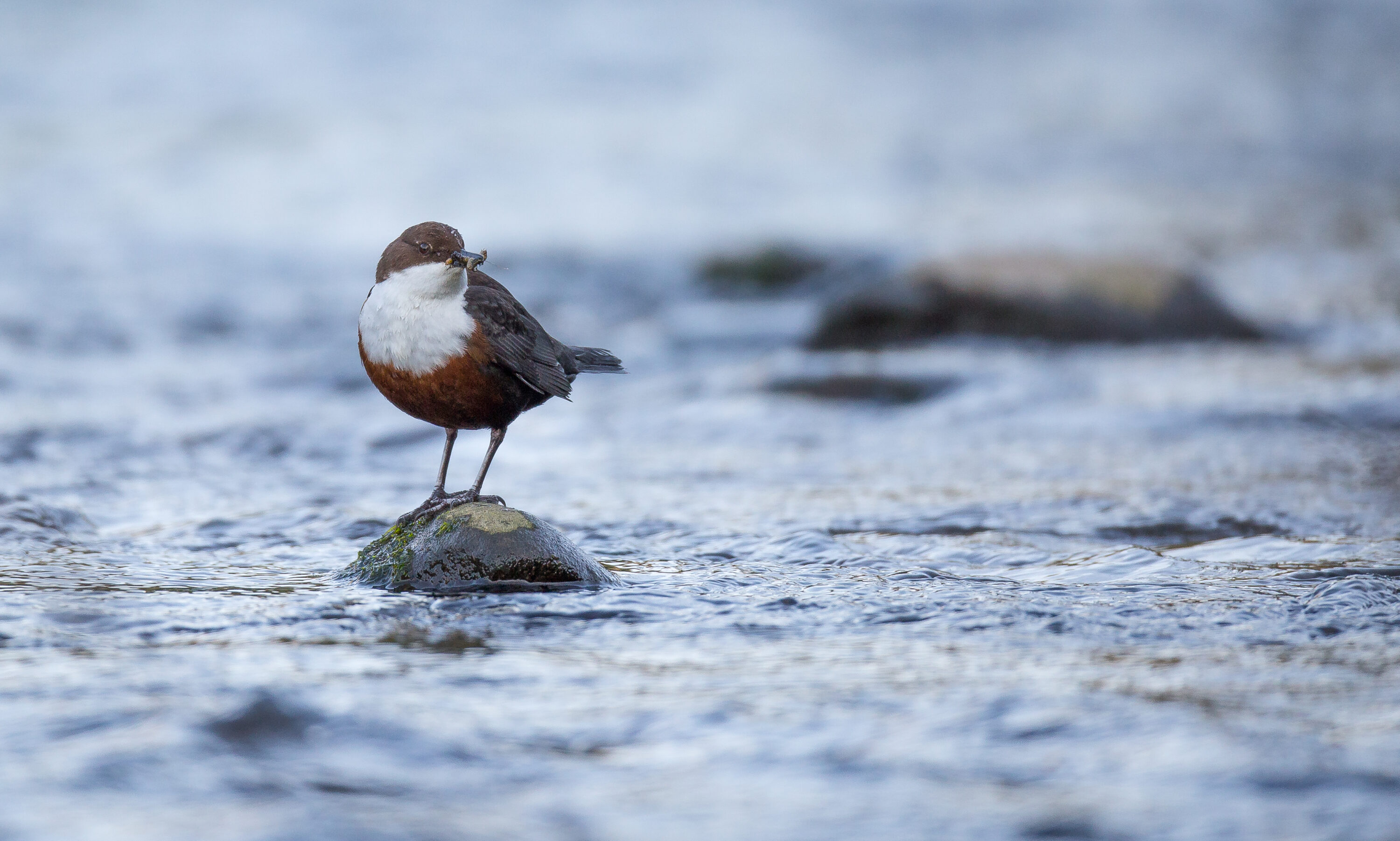 Dipper