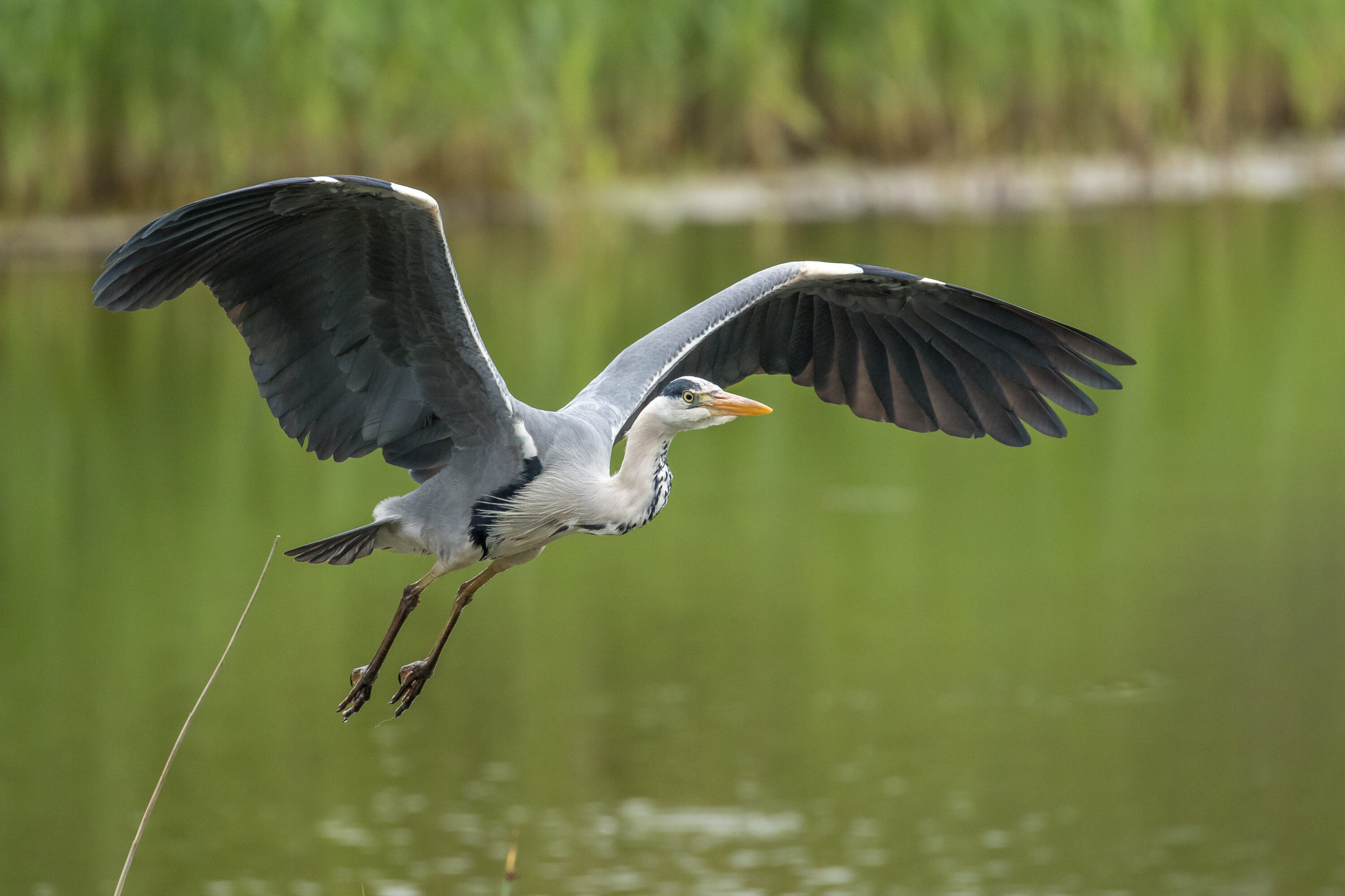 Grey Heron