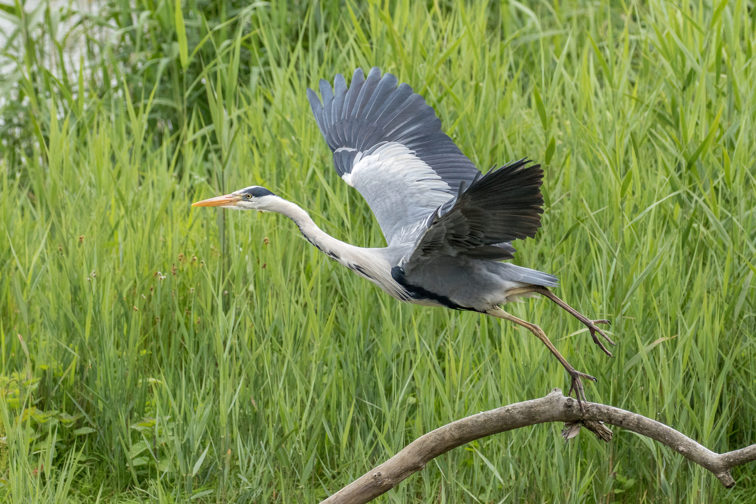 Grey Heron taking off.